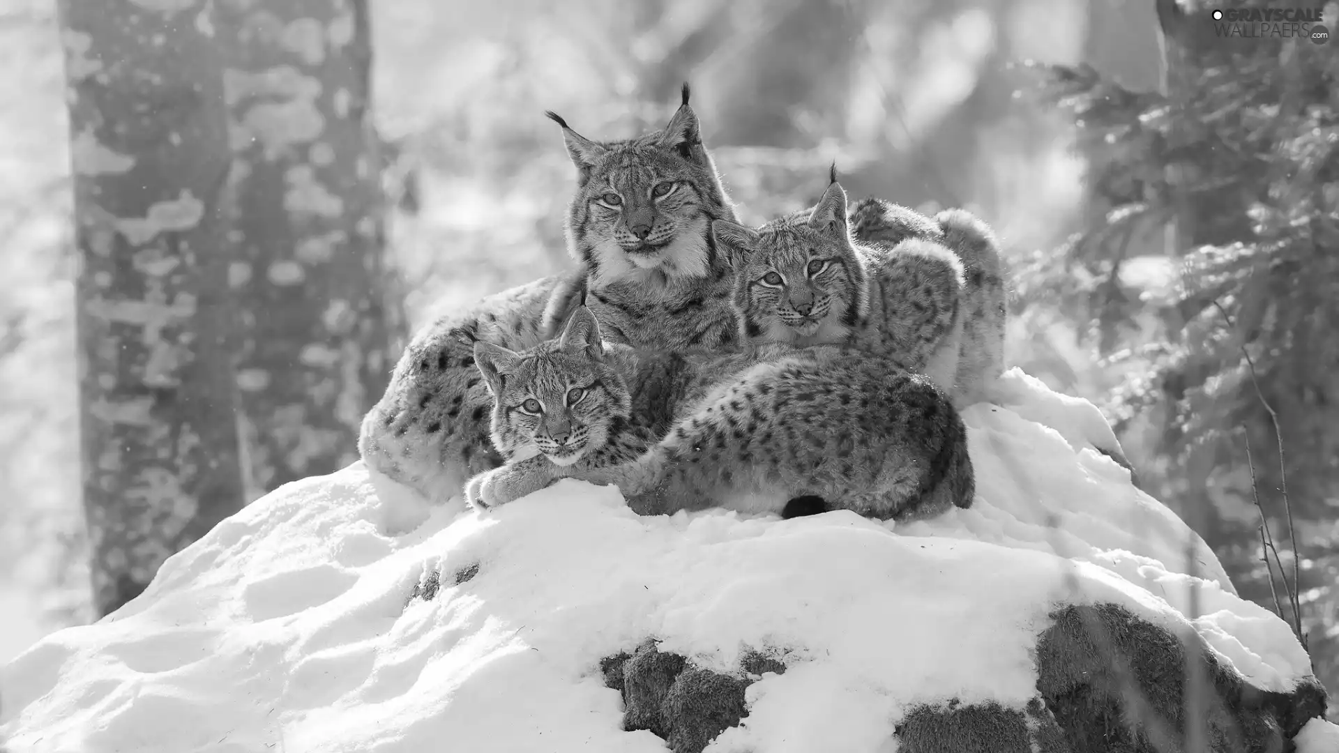 Three, scarp, snow, lynx