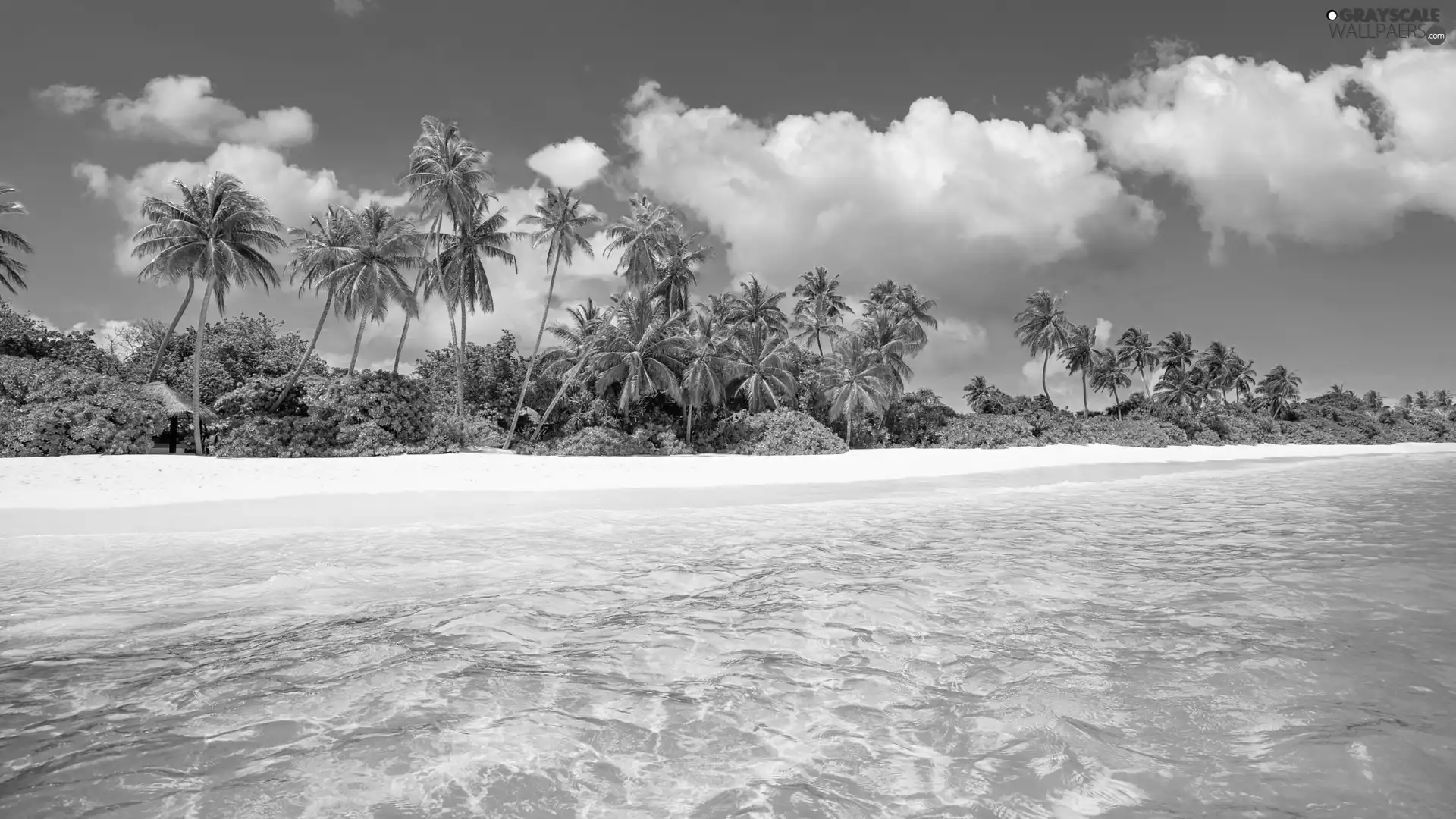 clouds, Maldives, Beaches, Palms, sea