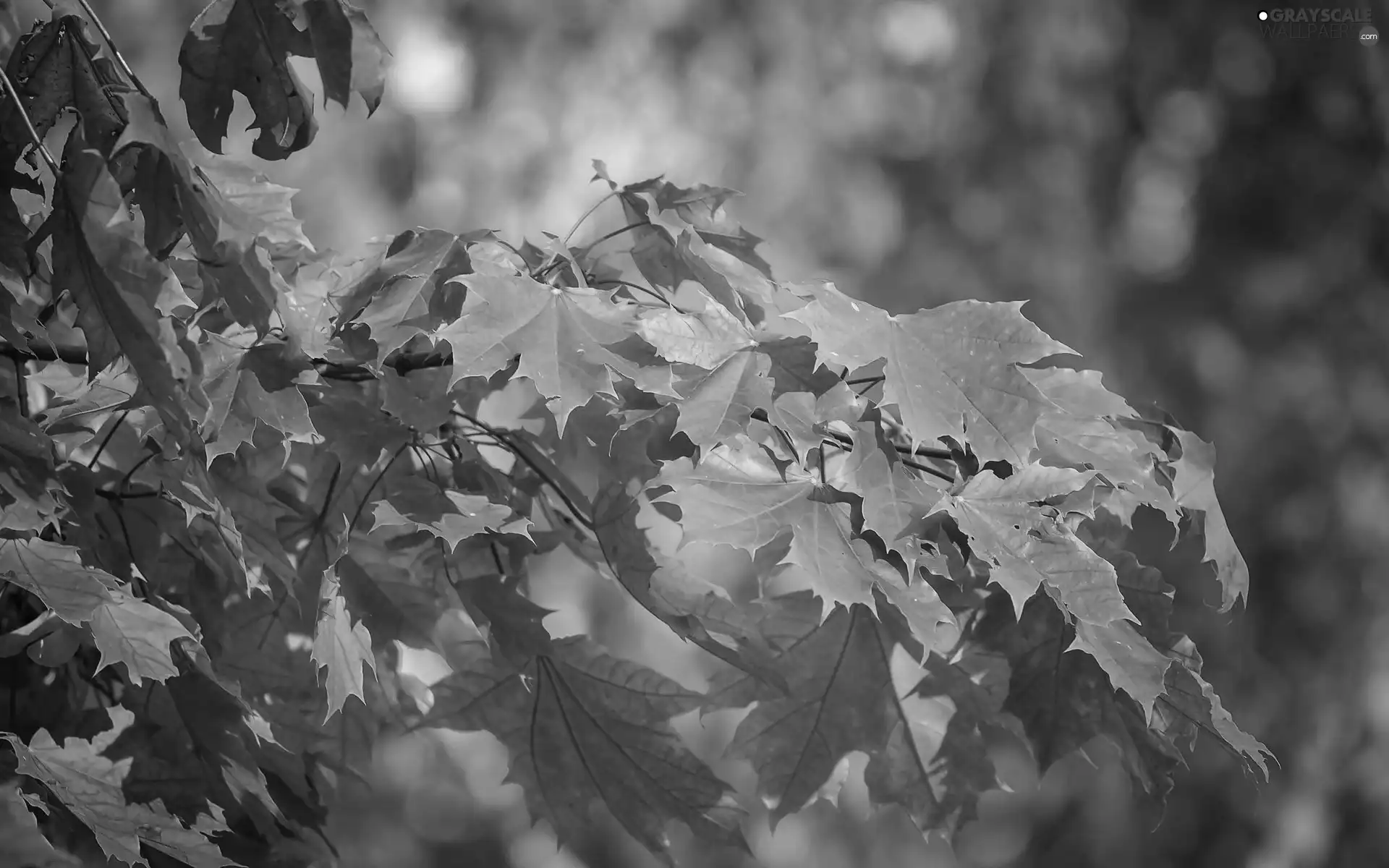 maple, Leaf, trees