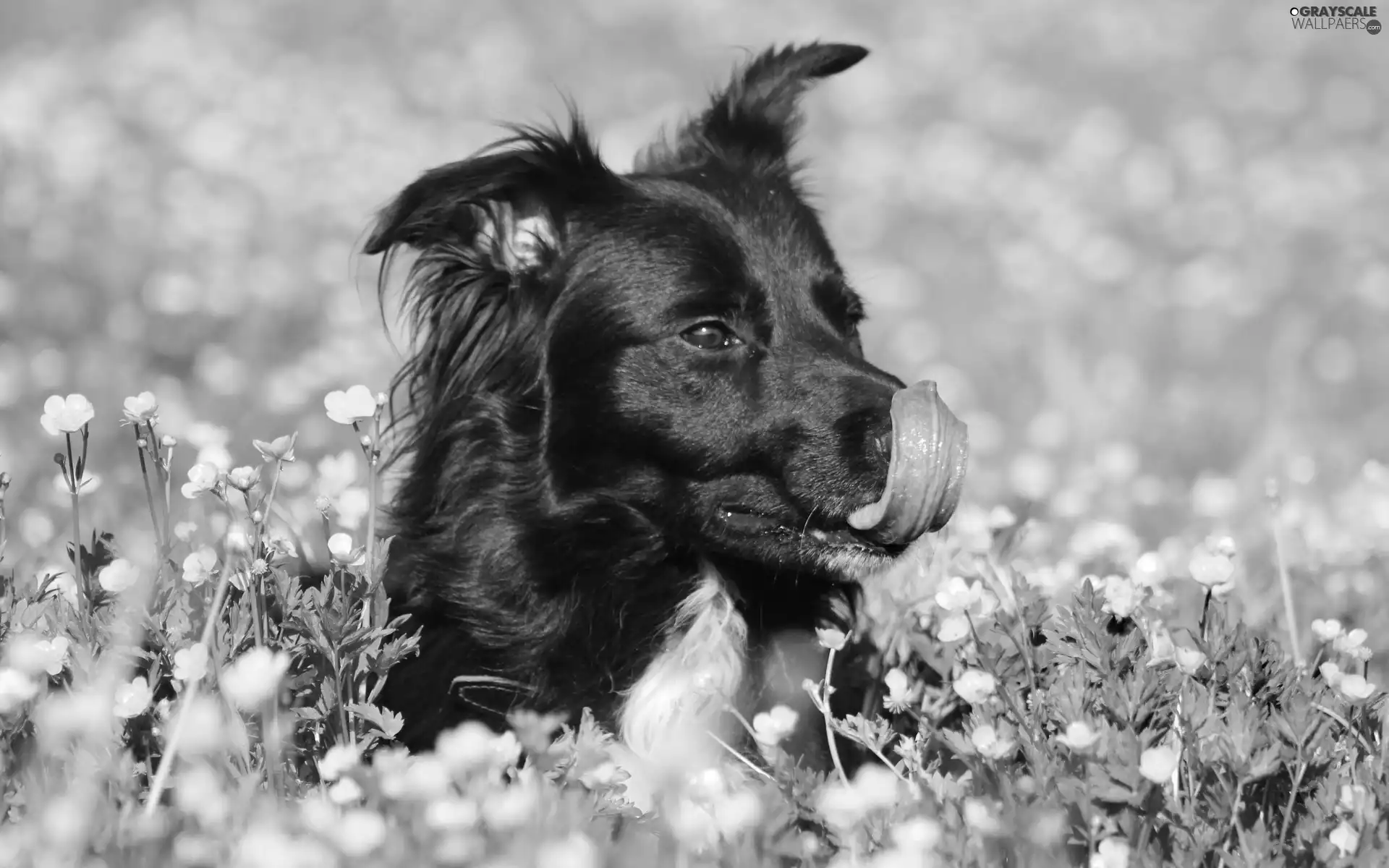 dog, Flowers, marigolds, Meadow
