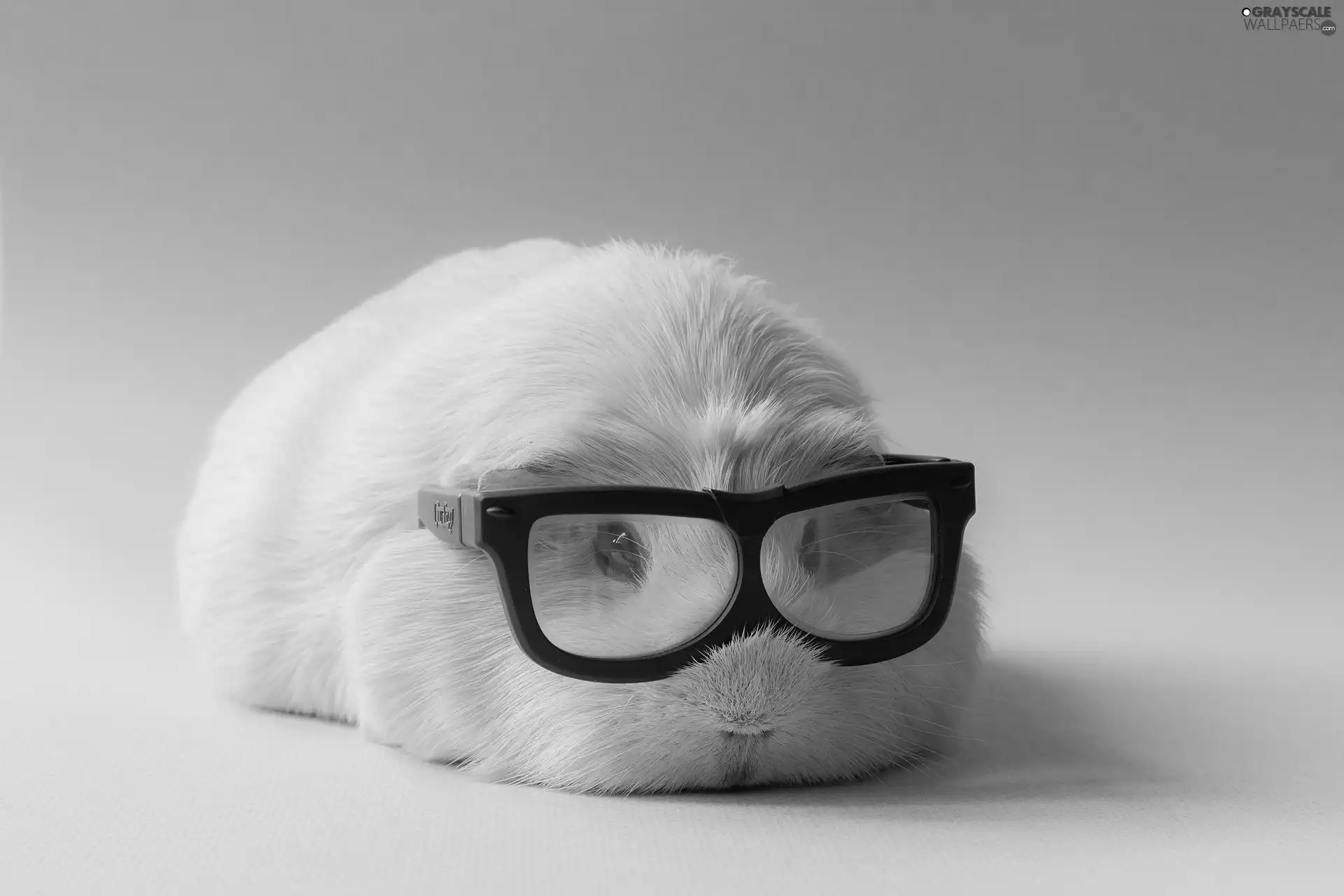 guinea pig, Glasses, Funny, maritime