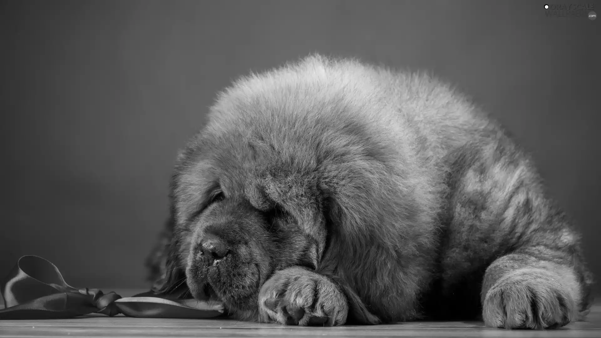 sleepy, Tibetan Mastiff