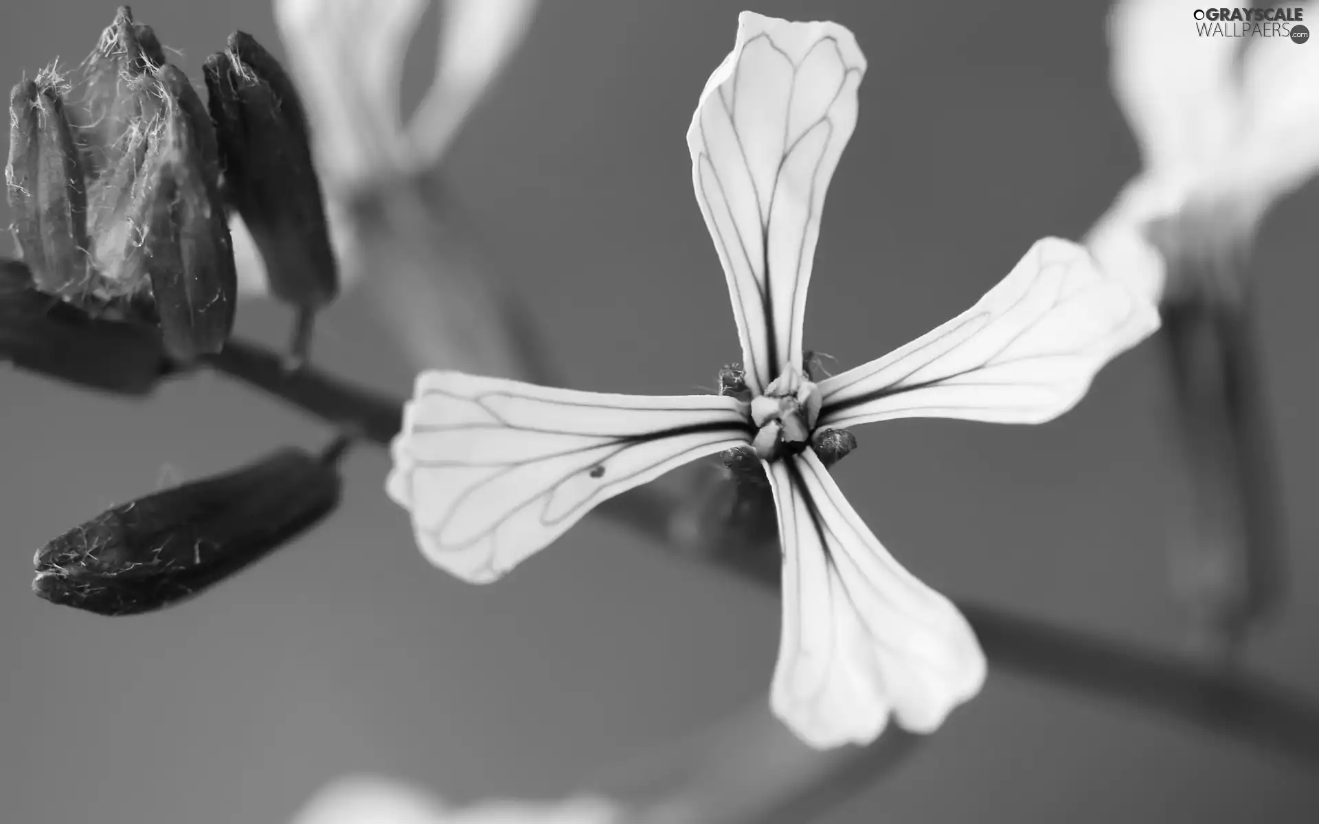 Matthiola, White, Flowers