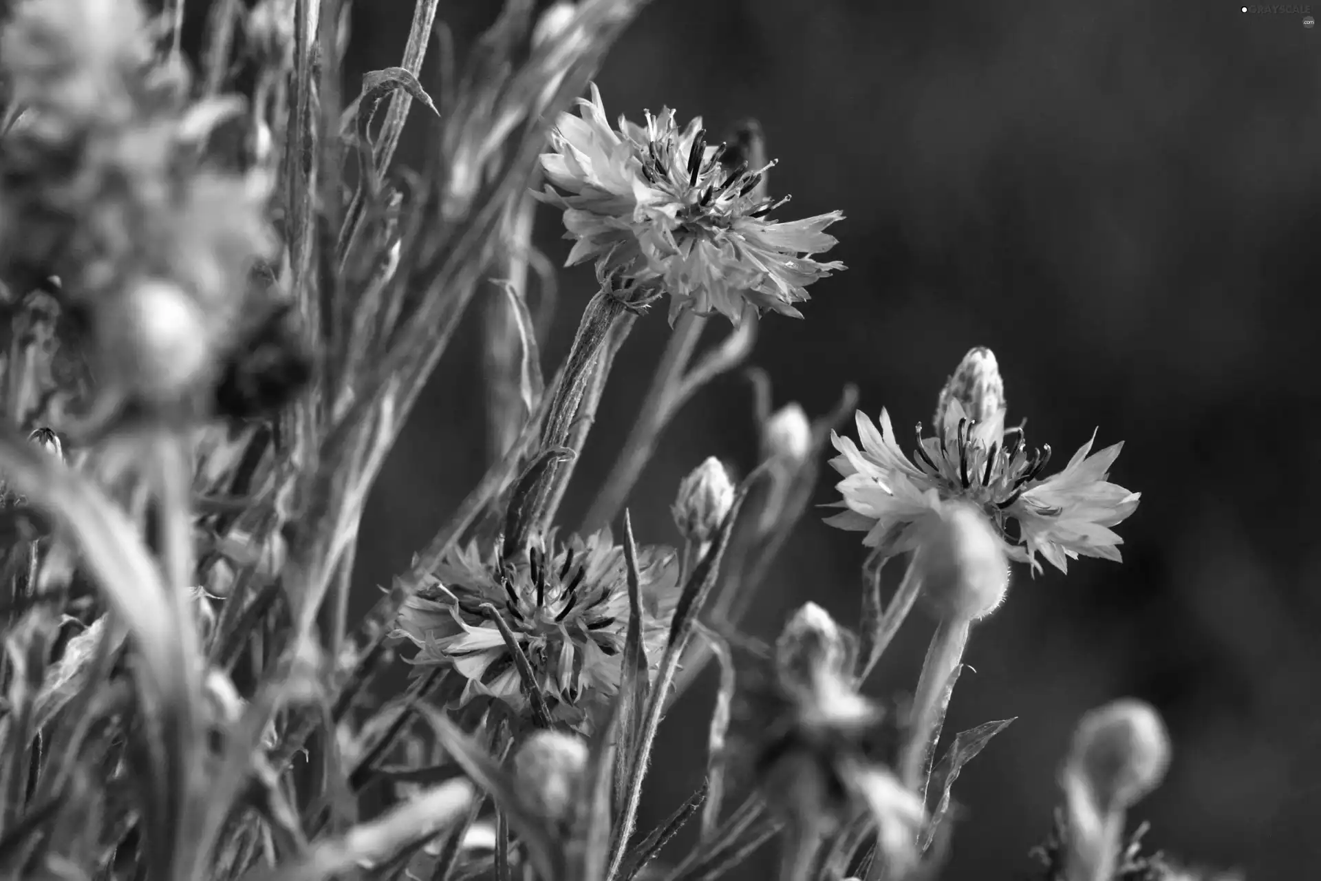 cornflowers, Meadow