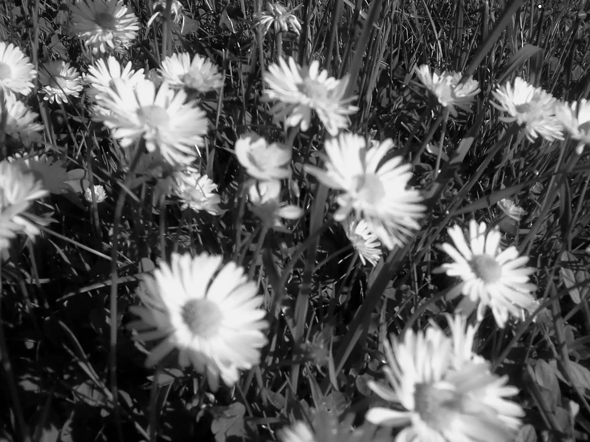 Meadow, flourishing, daisies