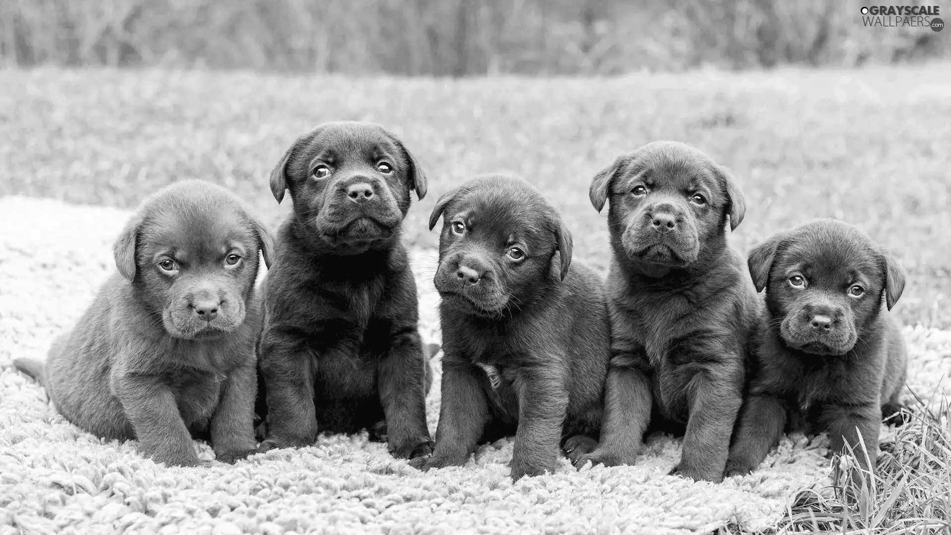five, puppies, Meadow, sweet