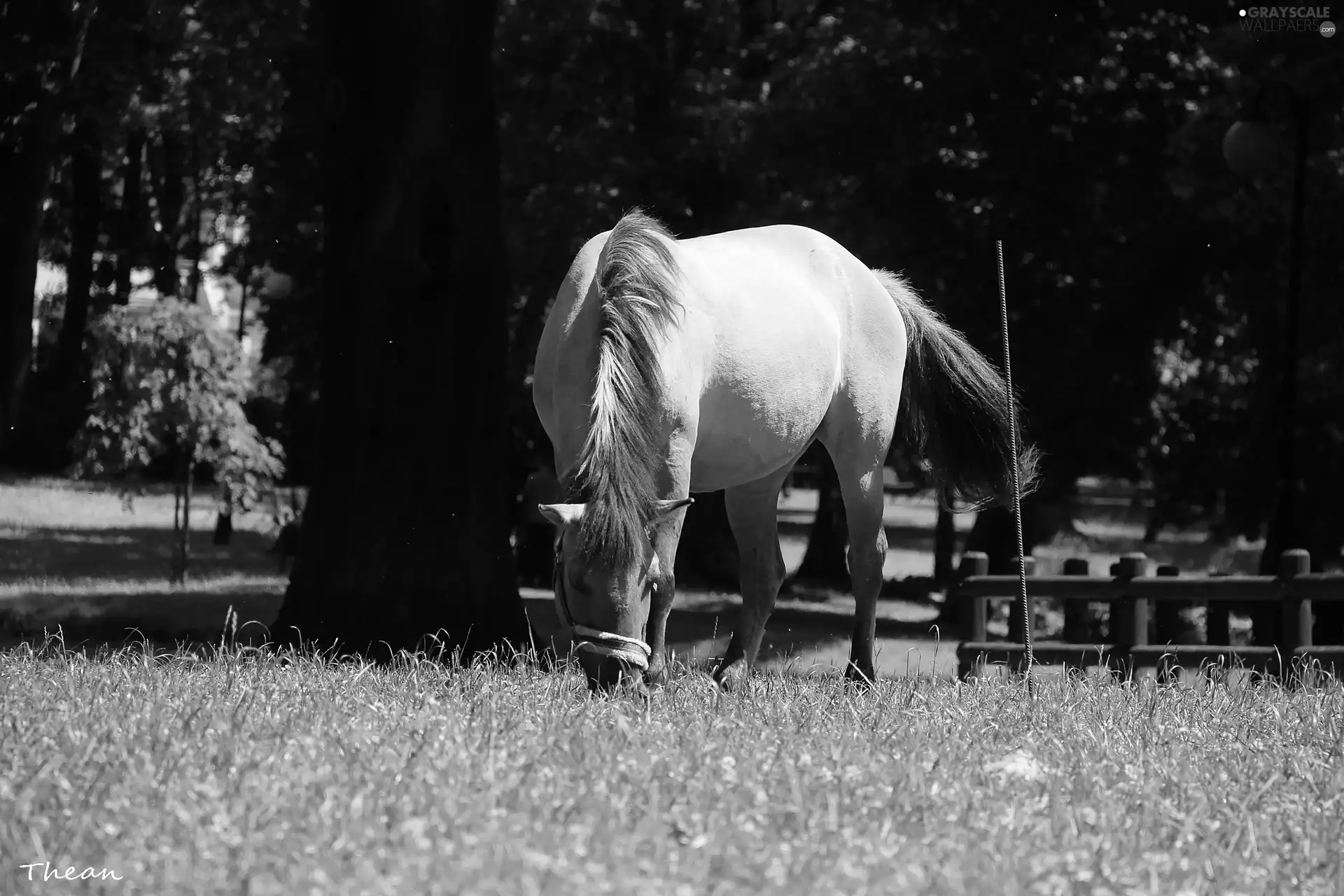 Horse, Meadow
