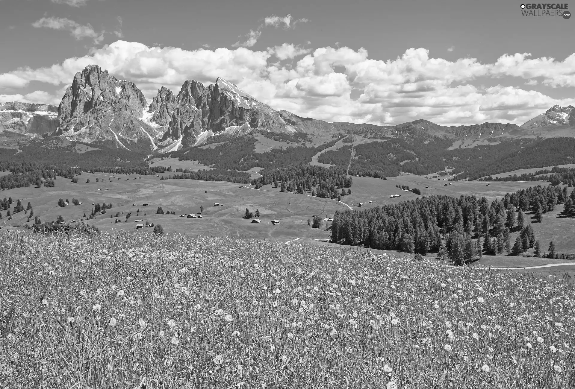 Seiser Alm Meadow, trees, summer, Dolomites, Houses, Meadow, viewes, Italy, Sassolungo Mountains, Val Gardena Valley