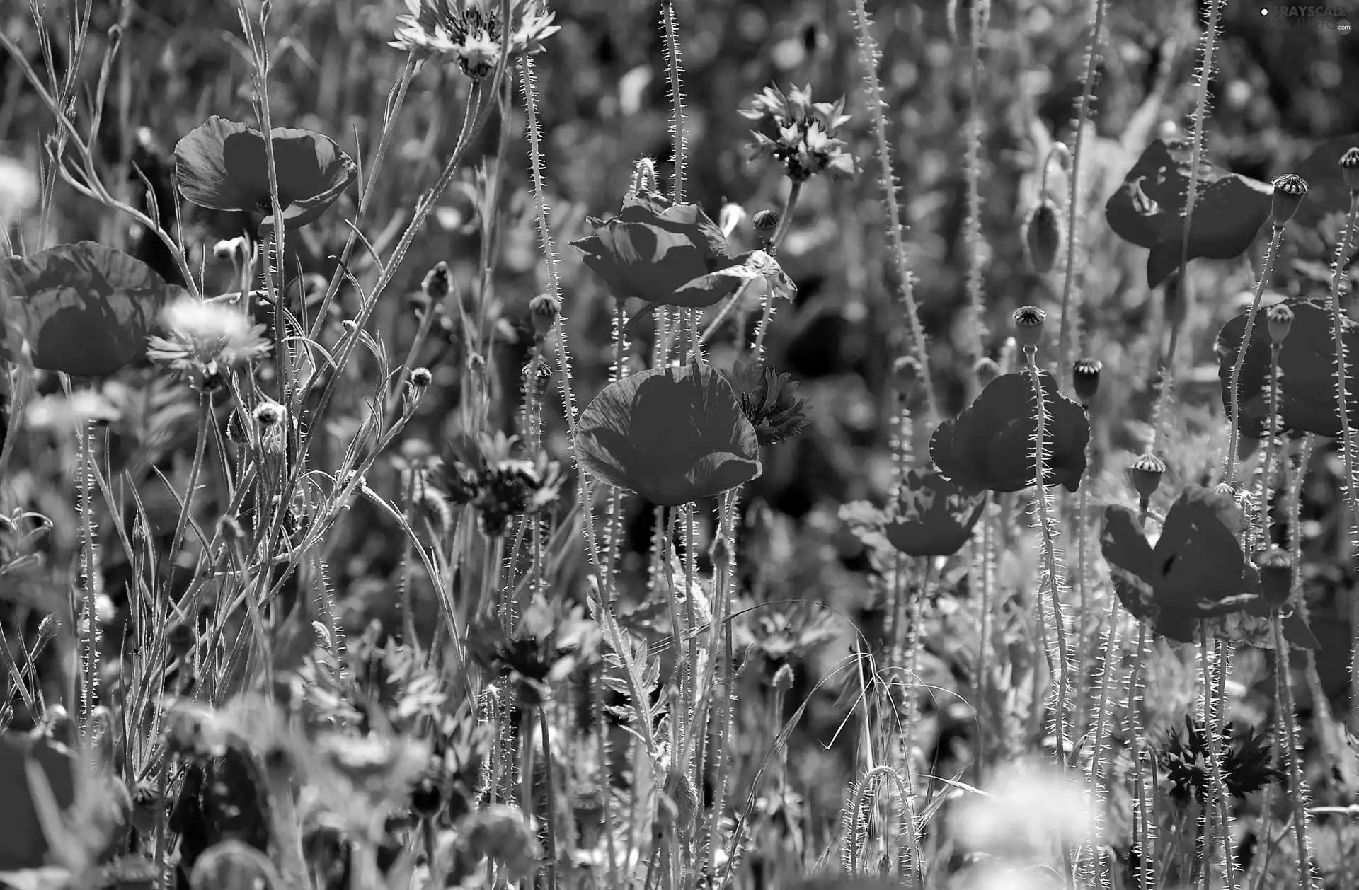Meadow, cornflowers, papavers