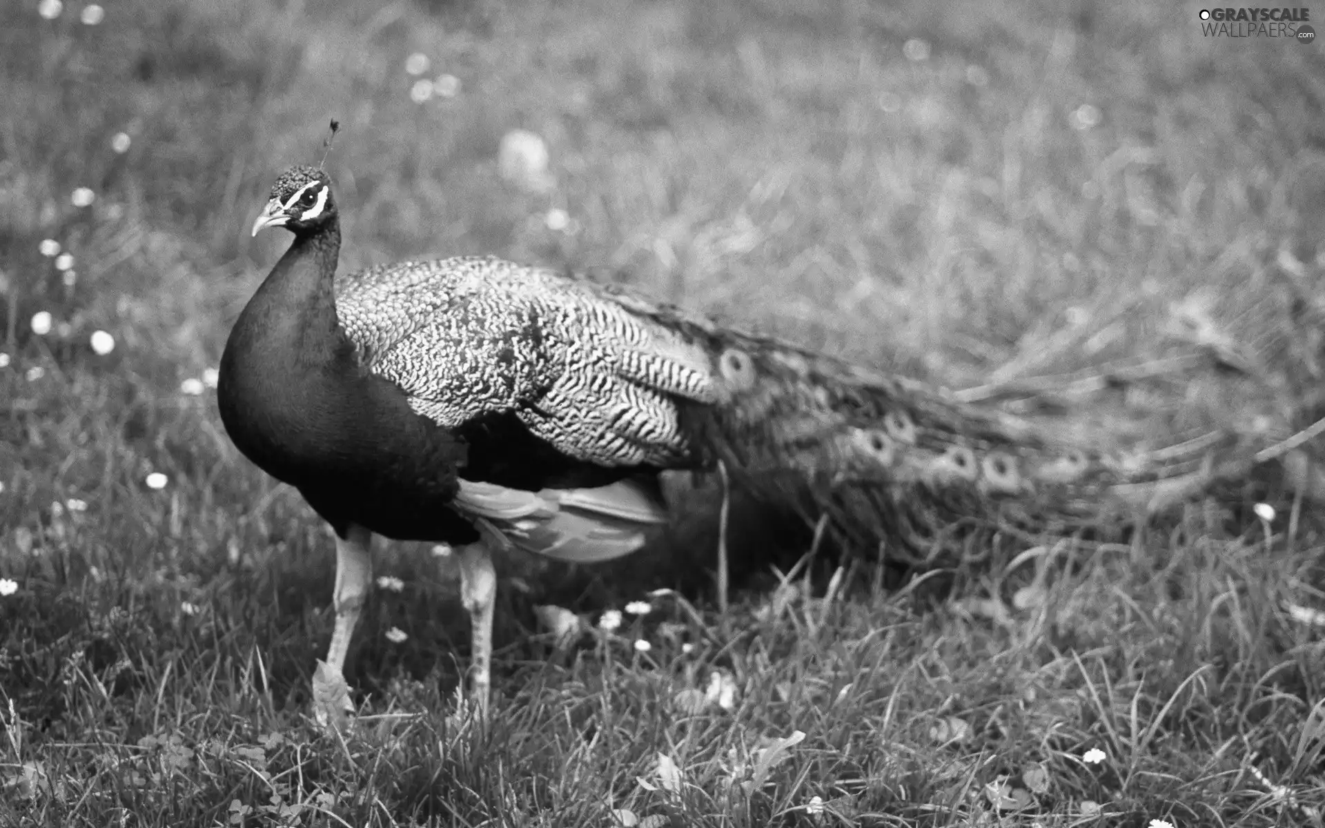 peacock, Meadow
