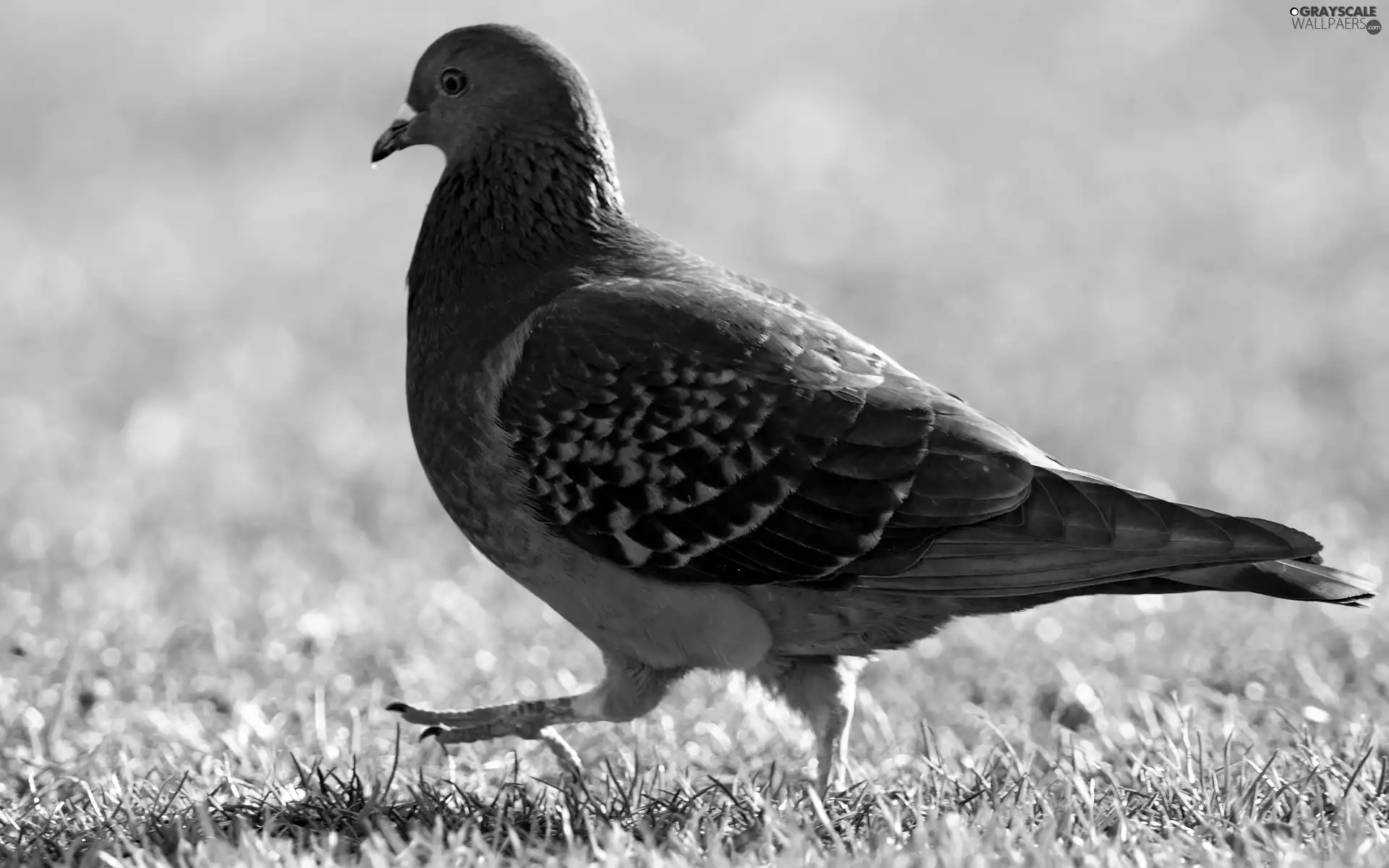 pigeon, Meadow