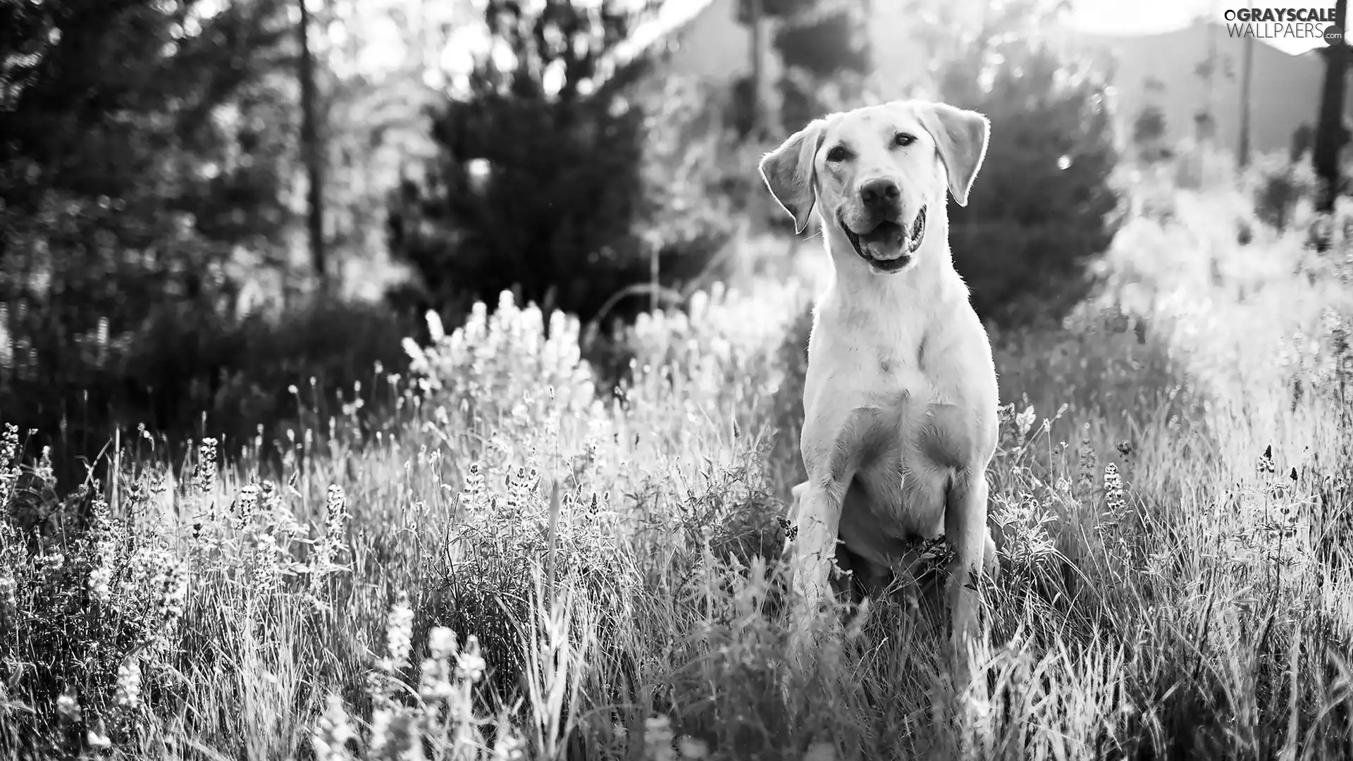 Smile, Golden Retriever, Meadow, dog