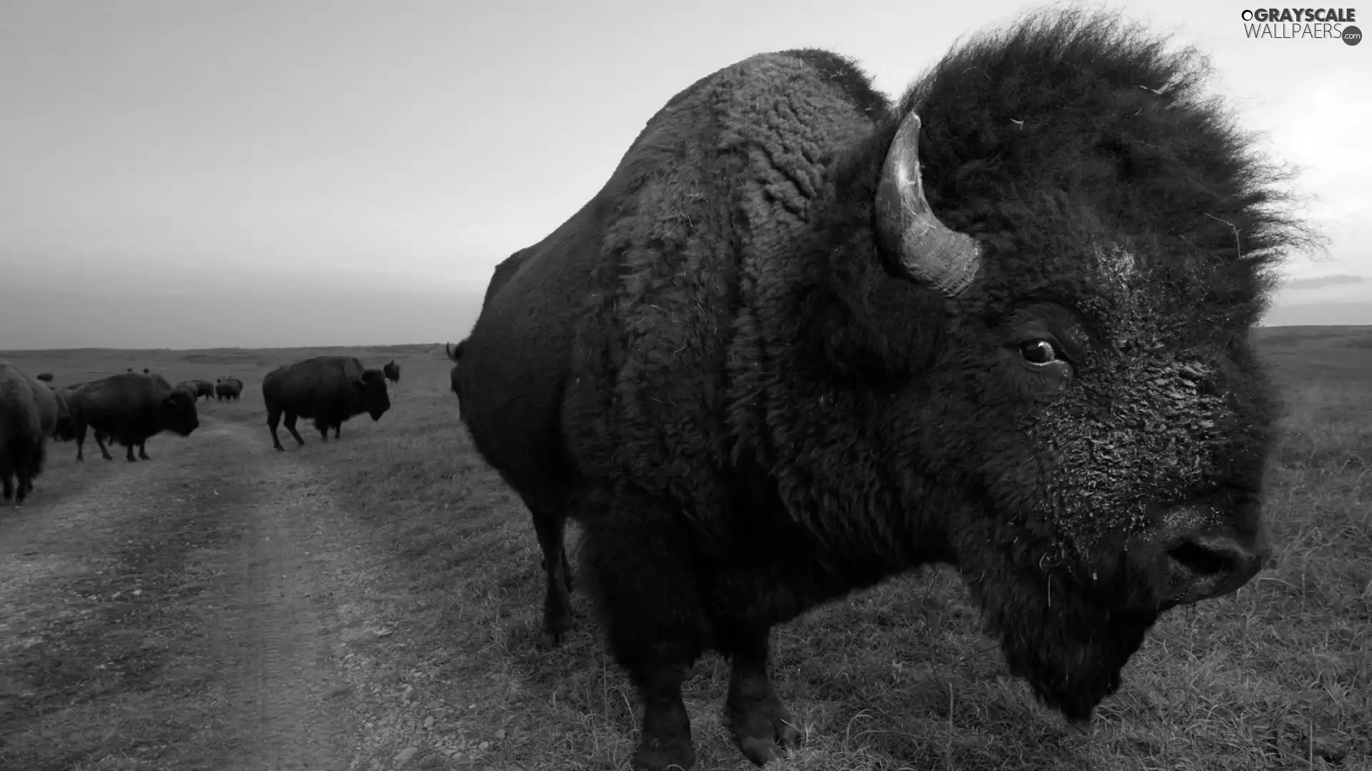Meadow, bison, Way