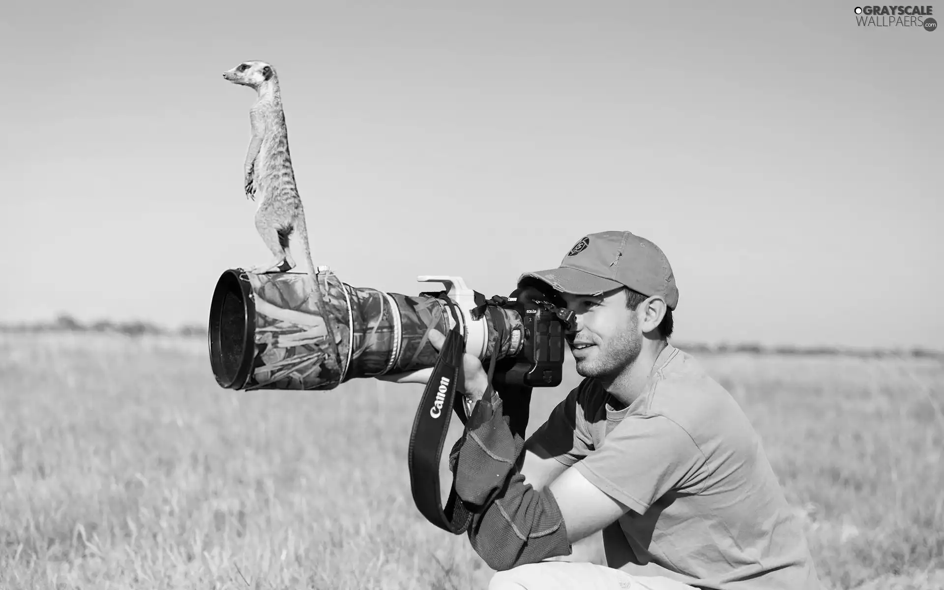 Meerkat, Meadow, photographer, objective, a man
