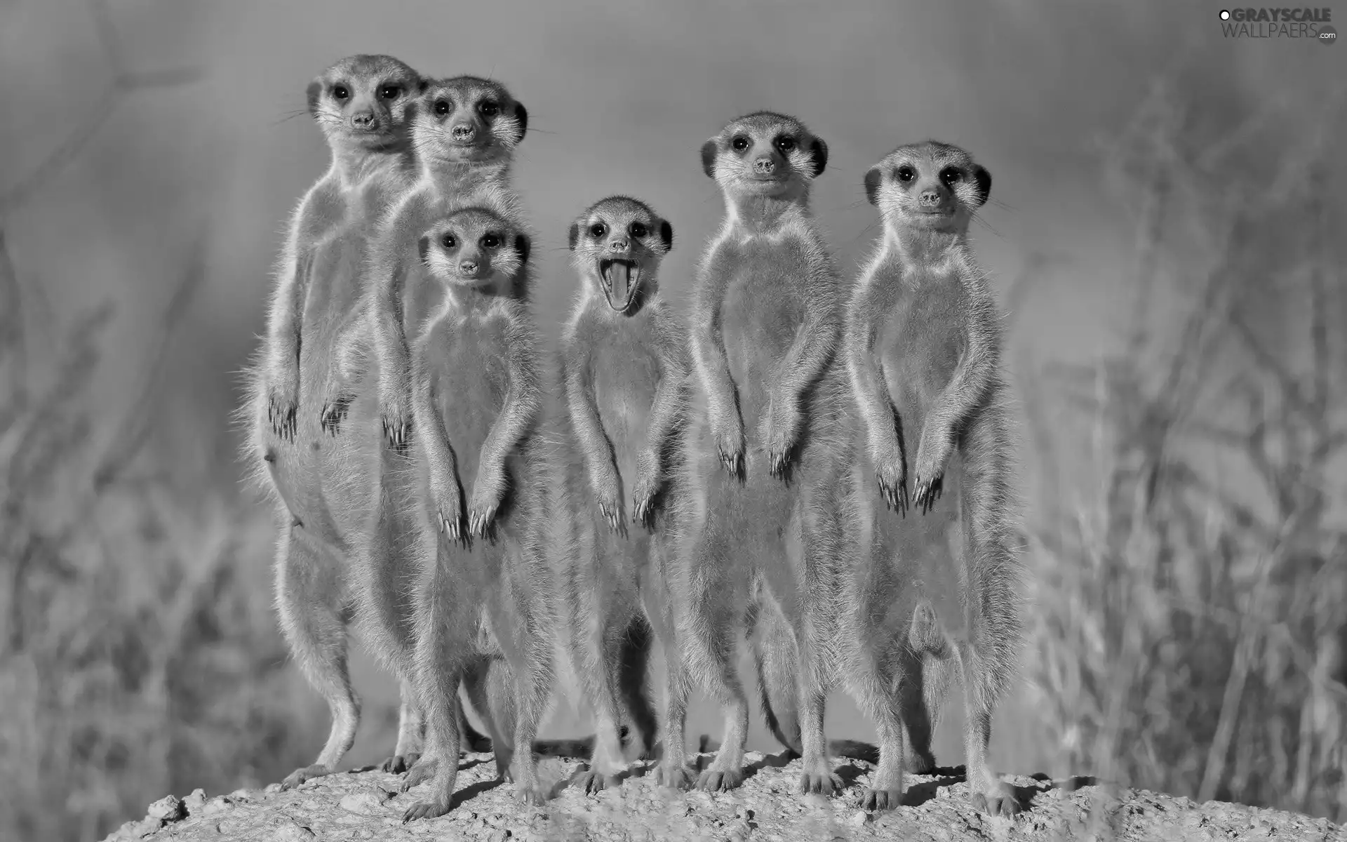 Family, meerkats