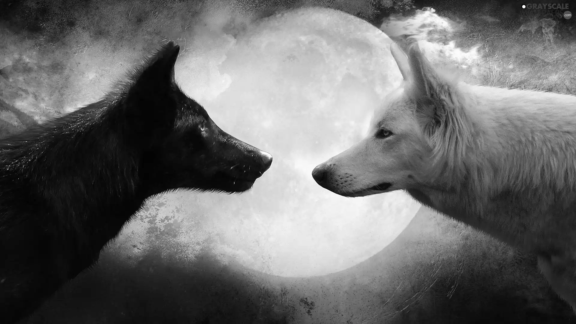wolves, White, moon, Black