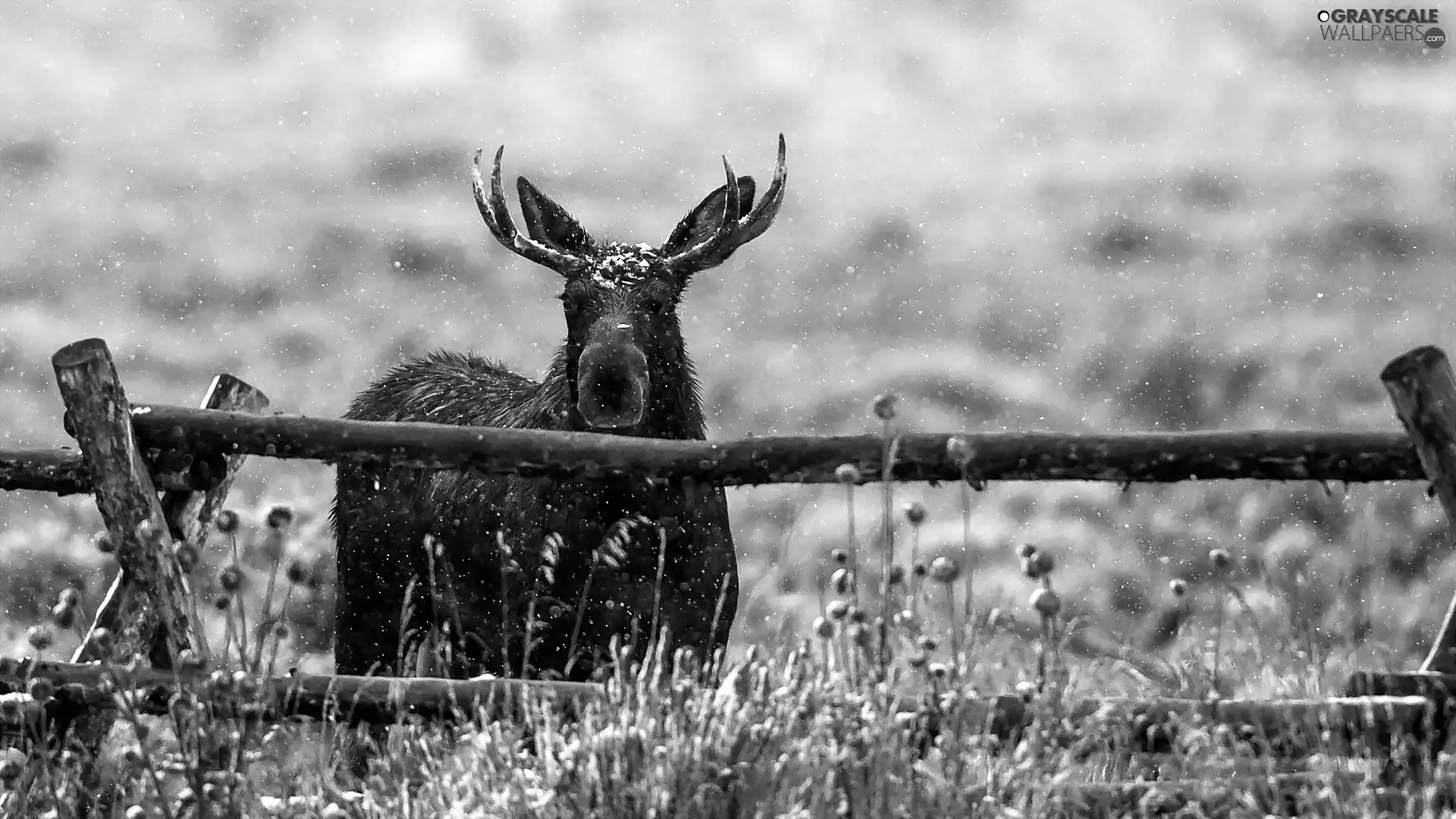 winter, fence, moose, Meadow