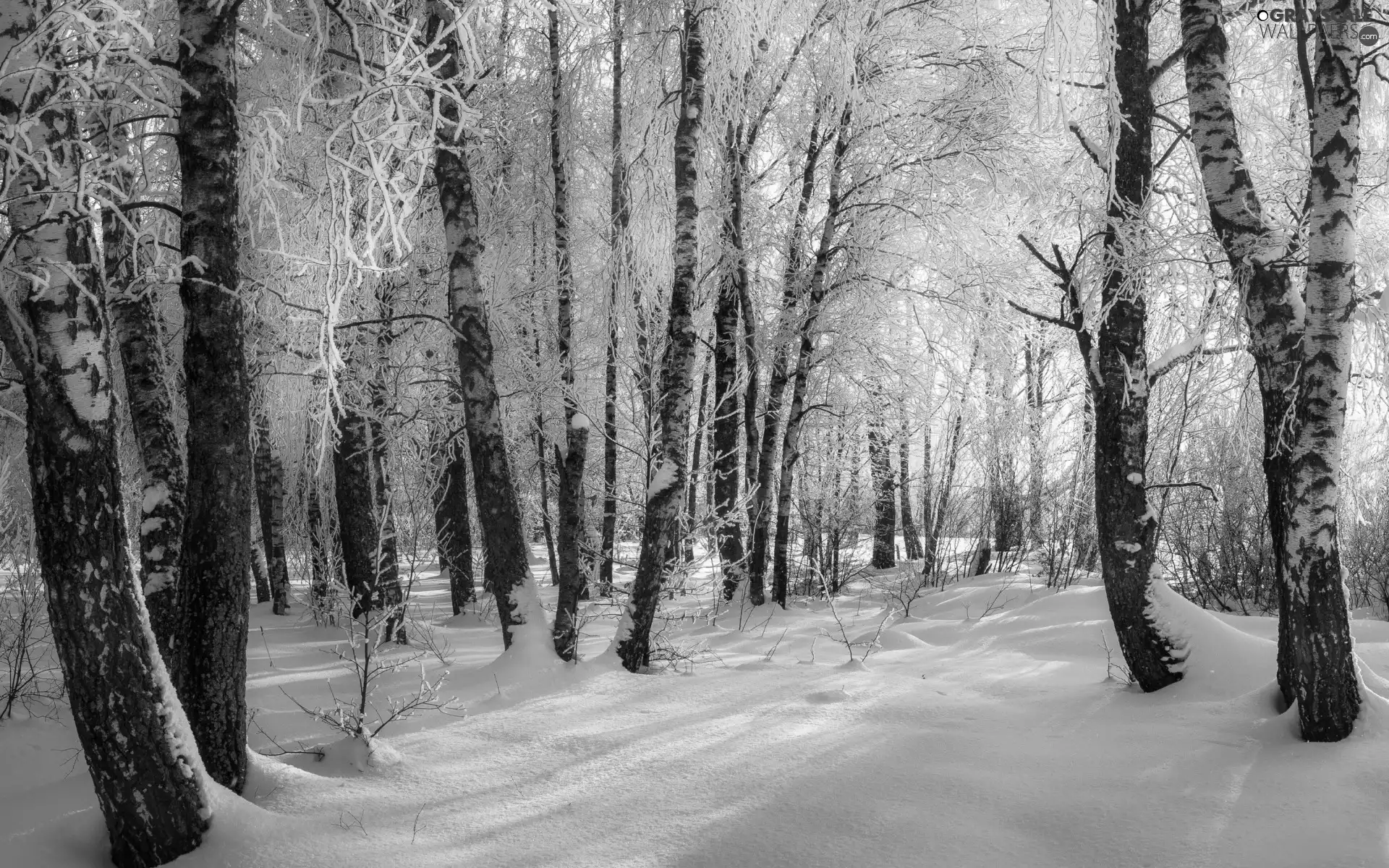 trees, snow, branch pics, forest, winter, viewes, morning