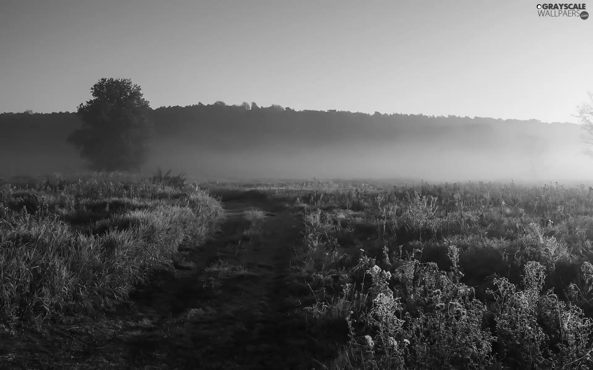 Fog, trees, Sunrise, morning, Fog in the Morning, Way, Rogalin