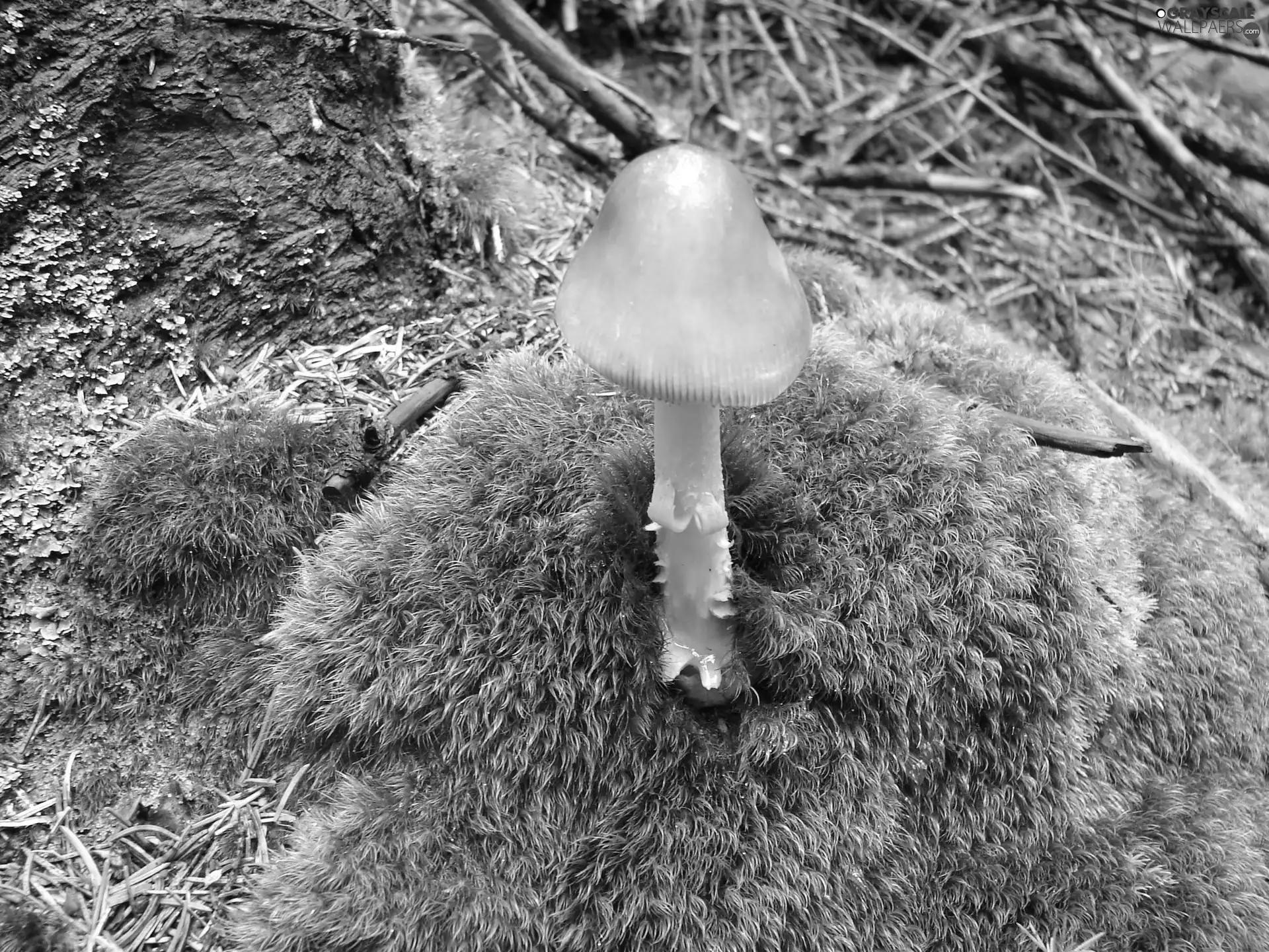 mushroom, Moss