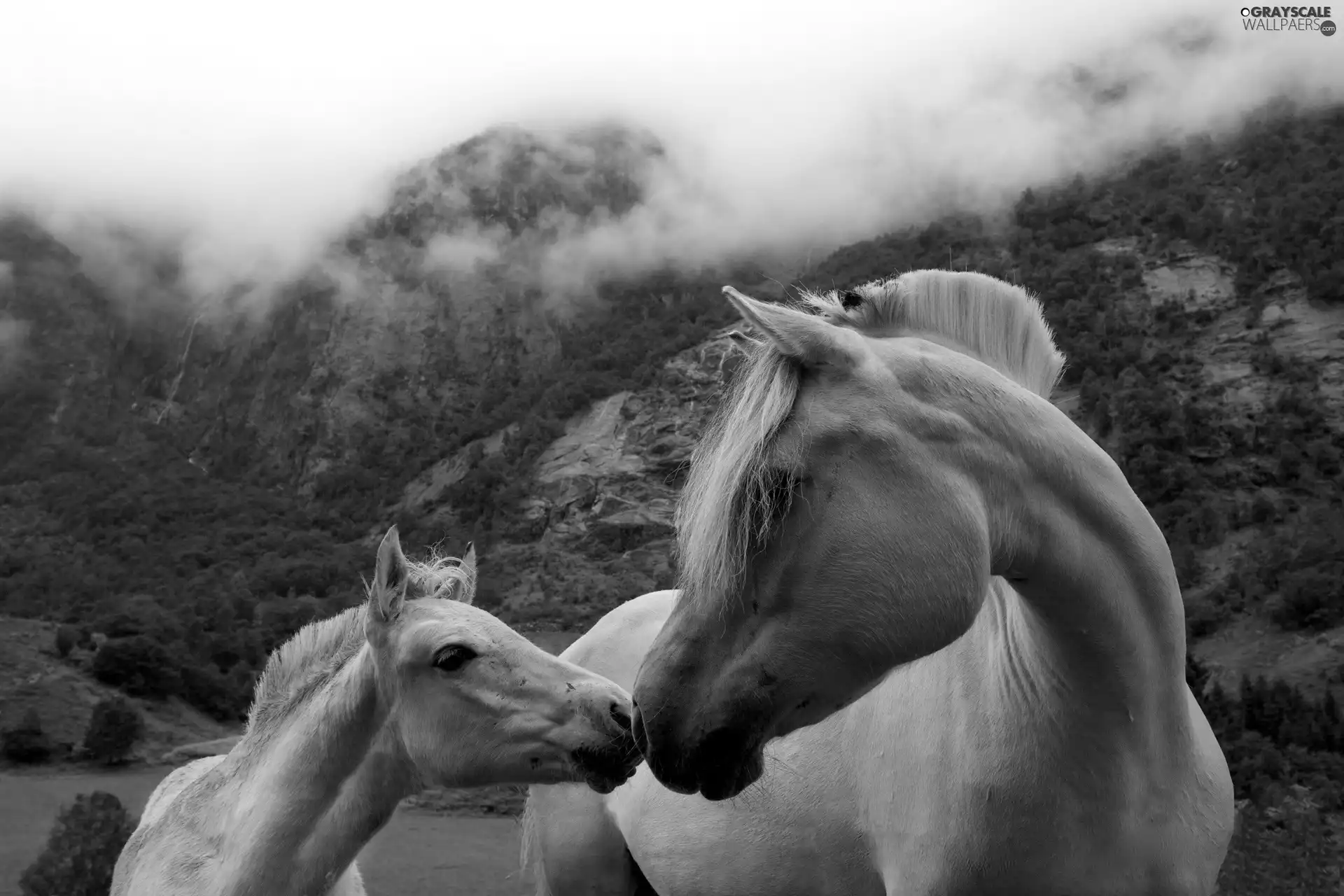 Mountains, Mare, Colt
