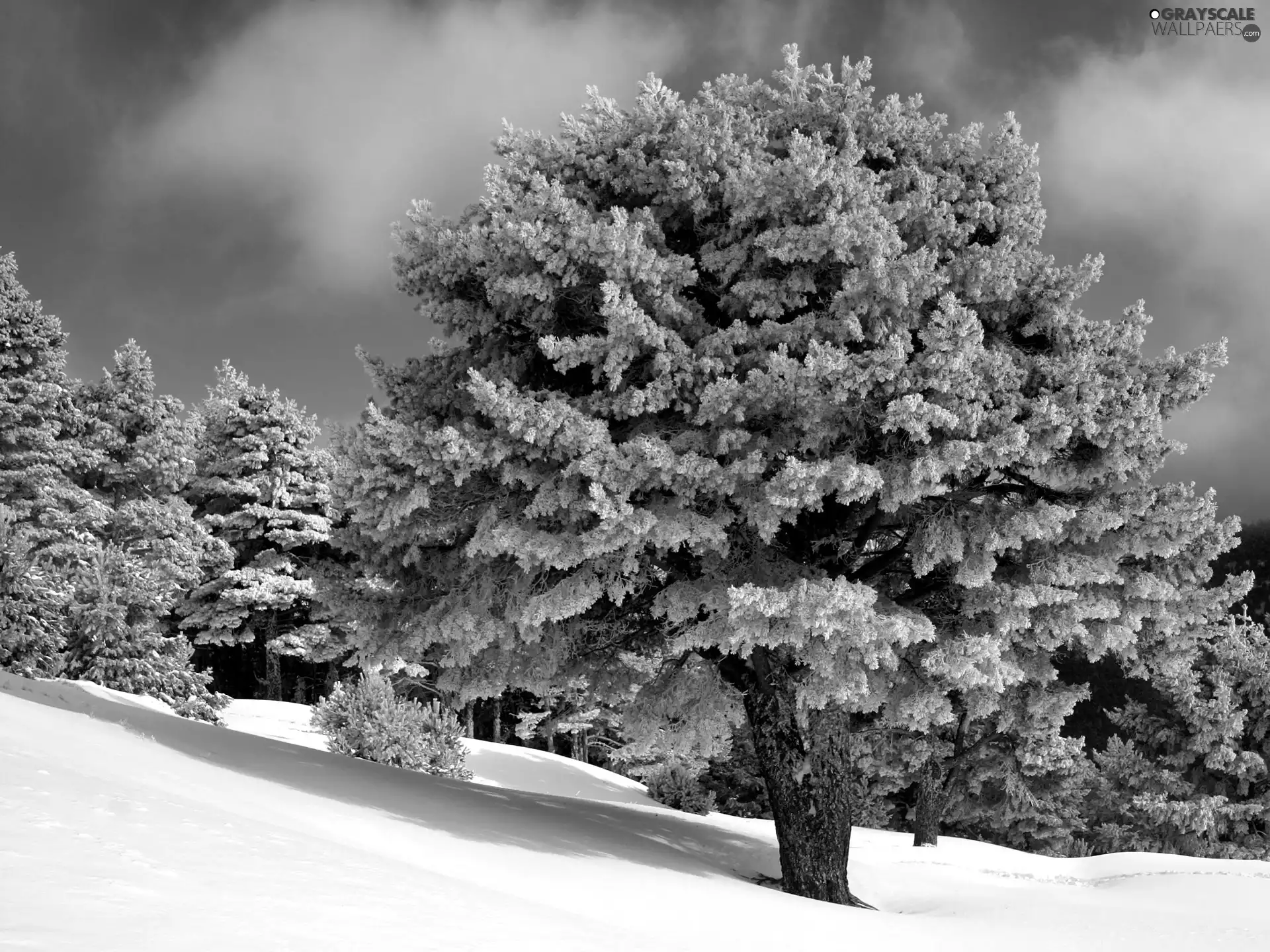 trees, winter, Mountains, Hill-side