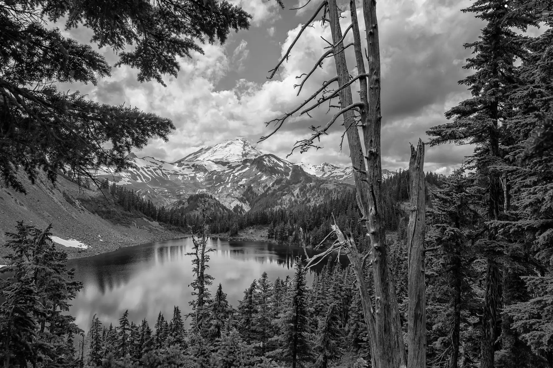 viewes, lake, woods, Mountains, Spruces, trees
