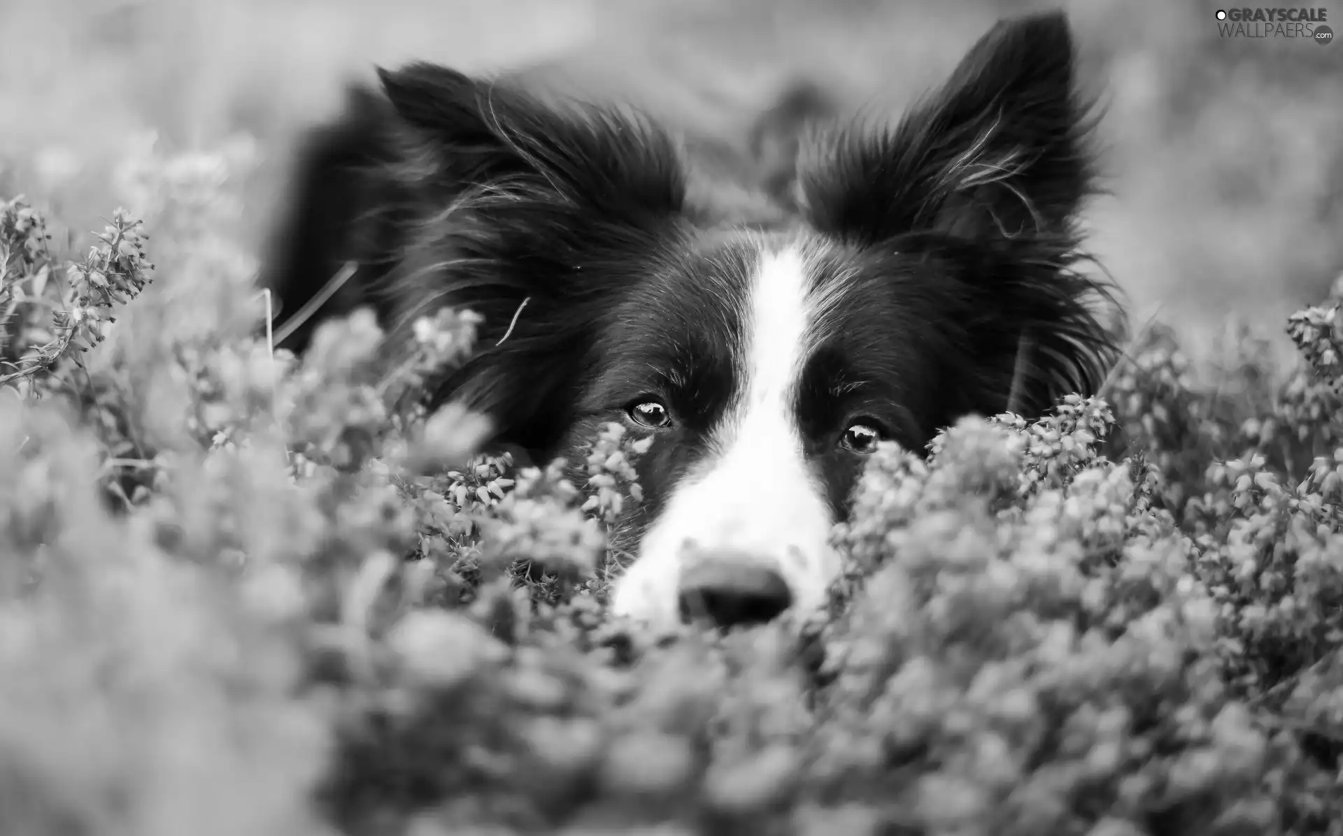 heather, Border Collie, mouth