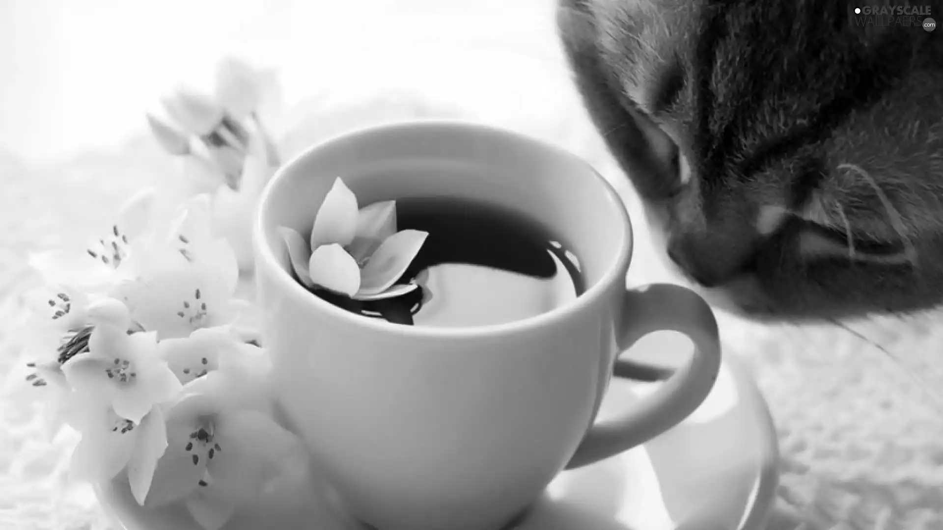 White, cup, mouth, cat, Flowers, tea