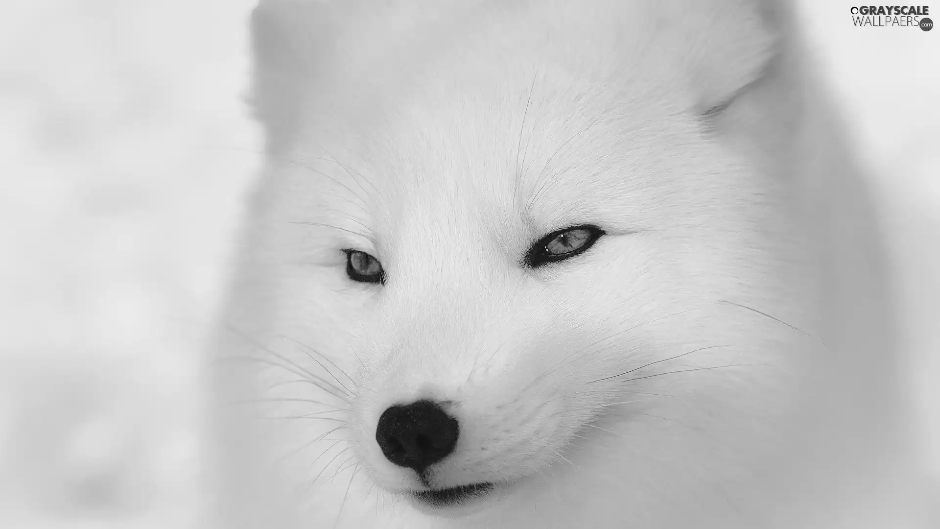 mouth, White, Fox