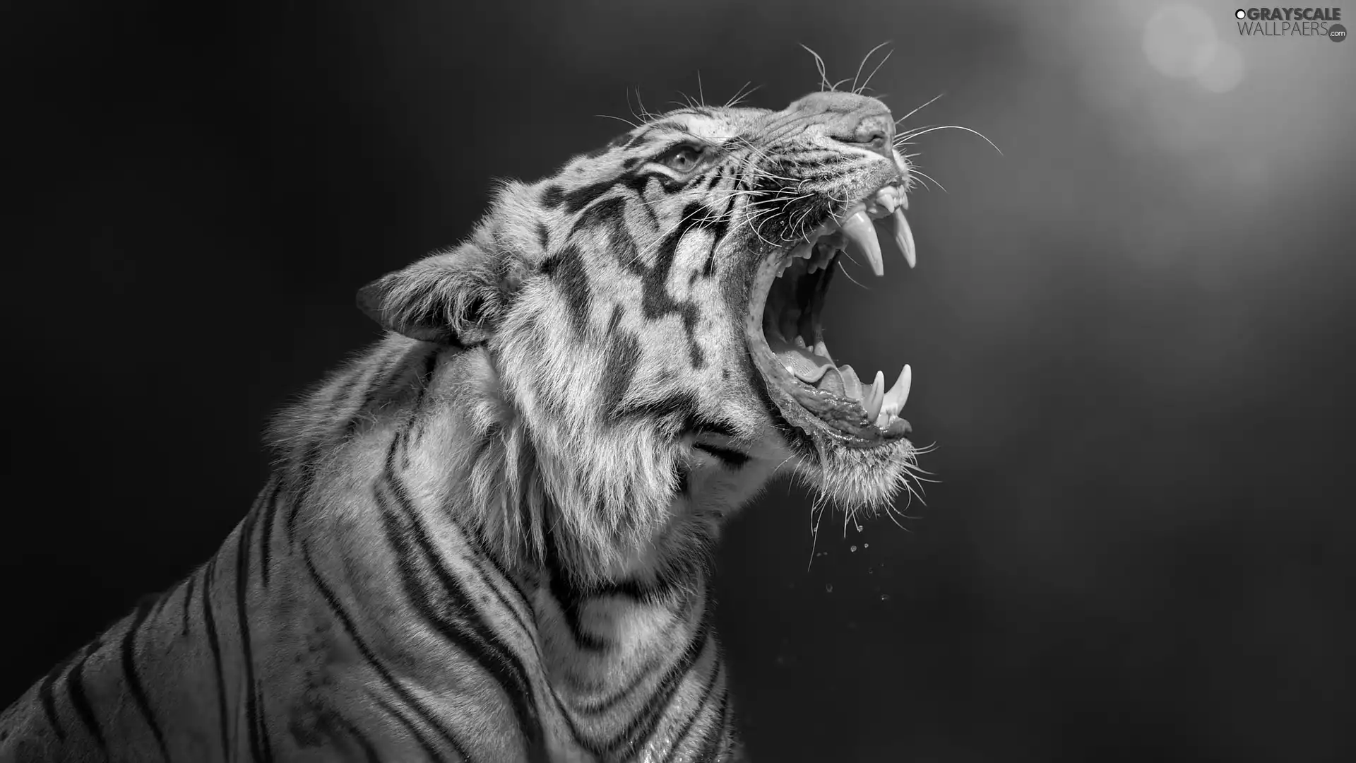 tiger, canines, rapprochement, mouth