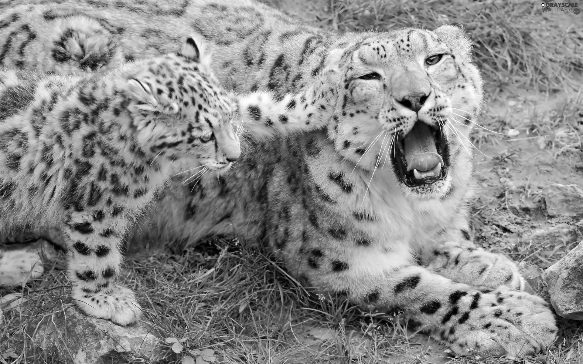 mouth, snow leopard, young