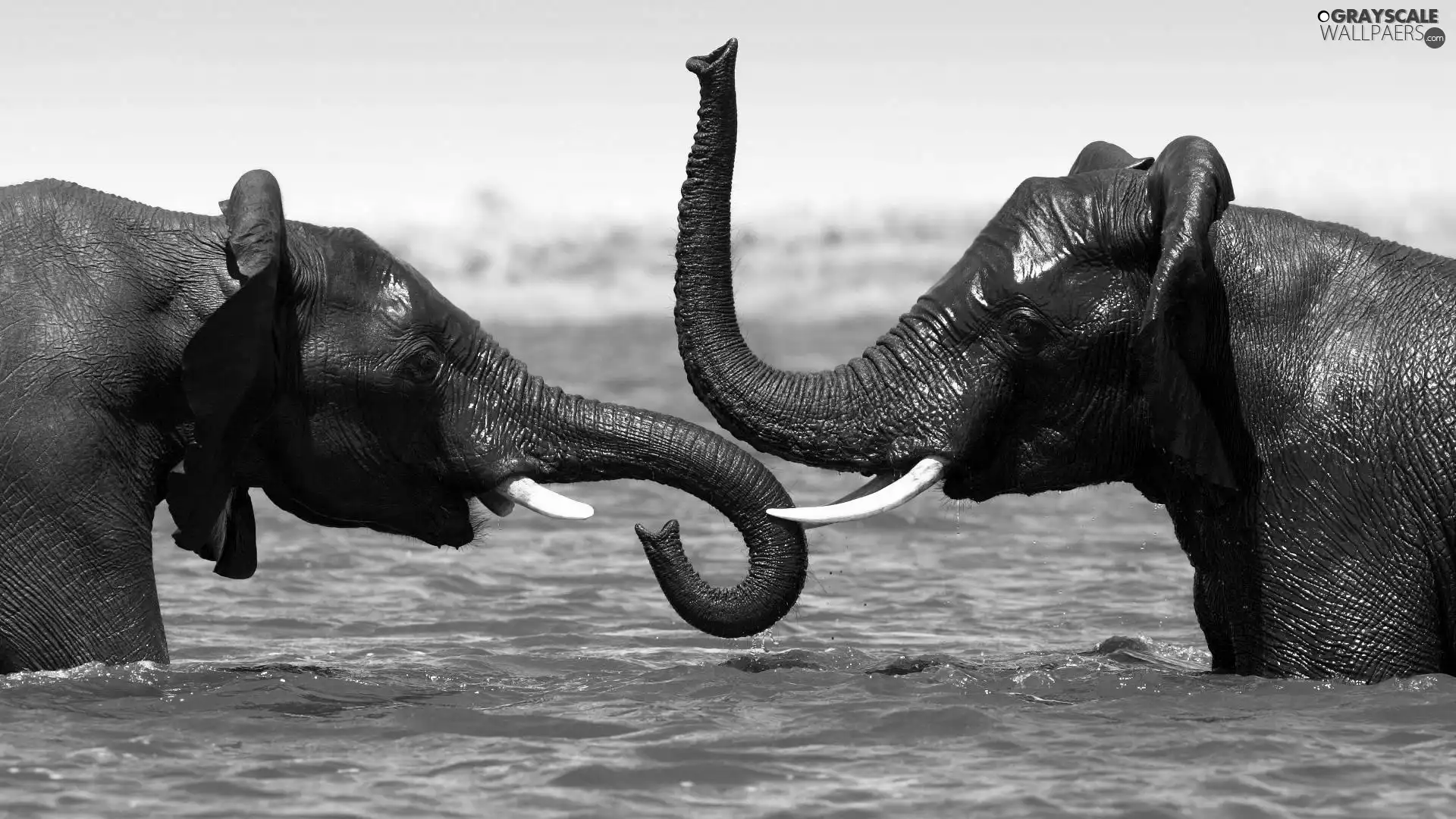 Elephants, Moves
