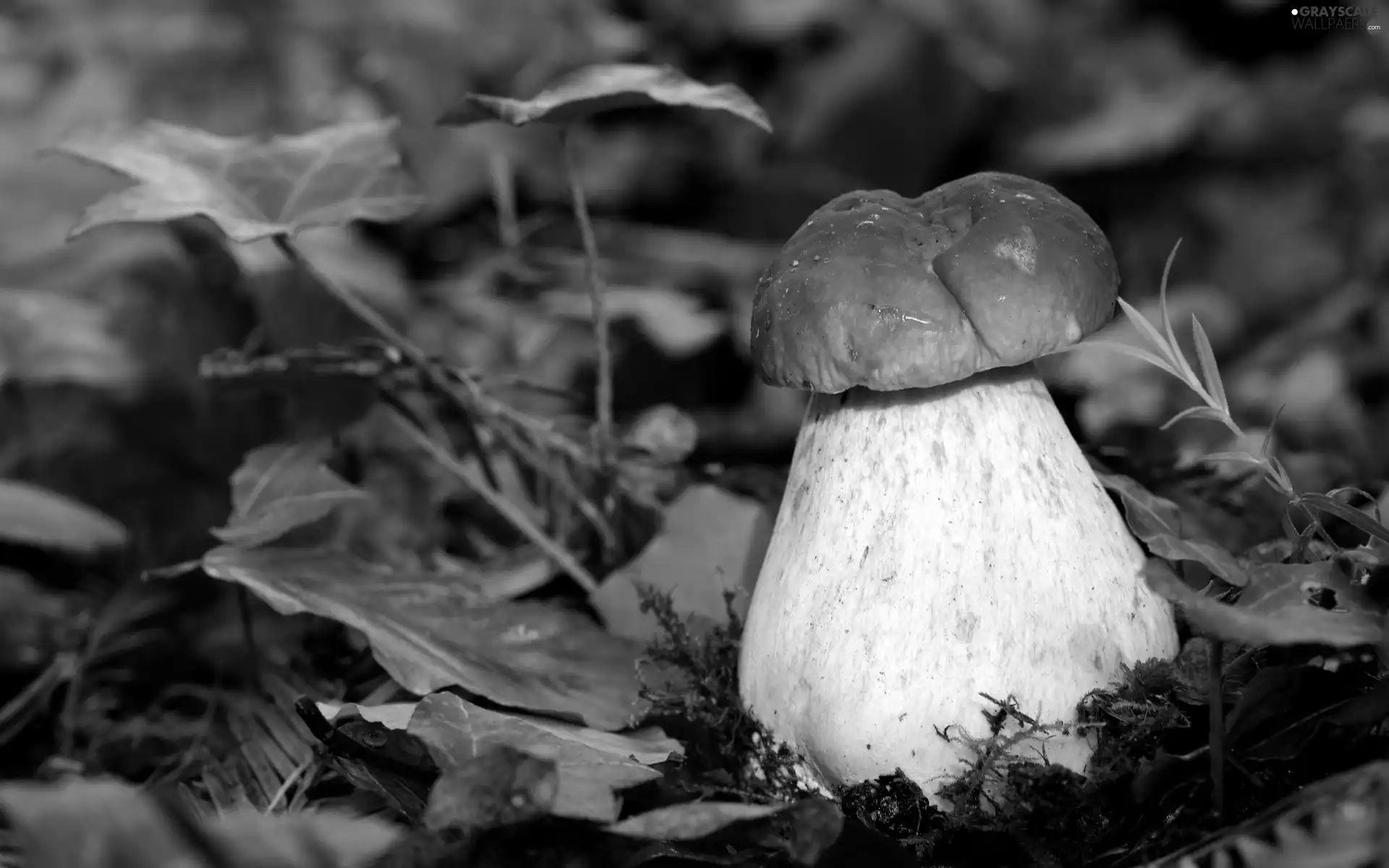 Mushrooms, Real mushroom