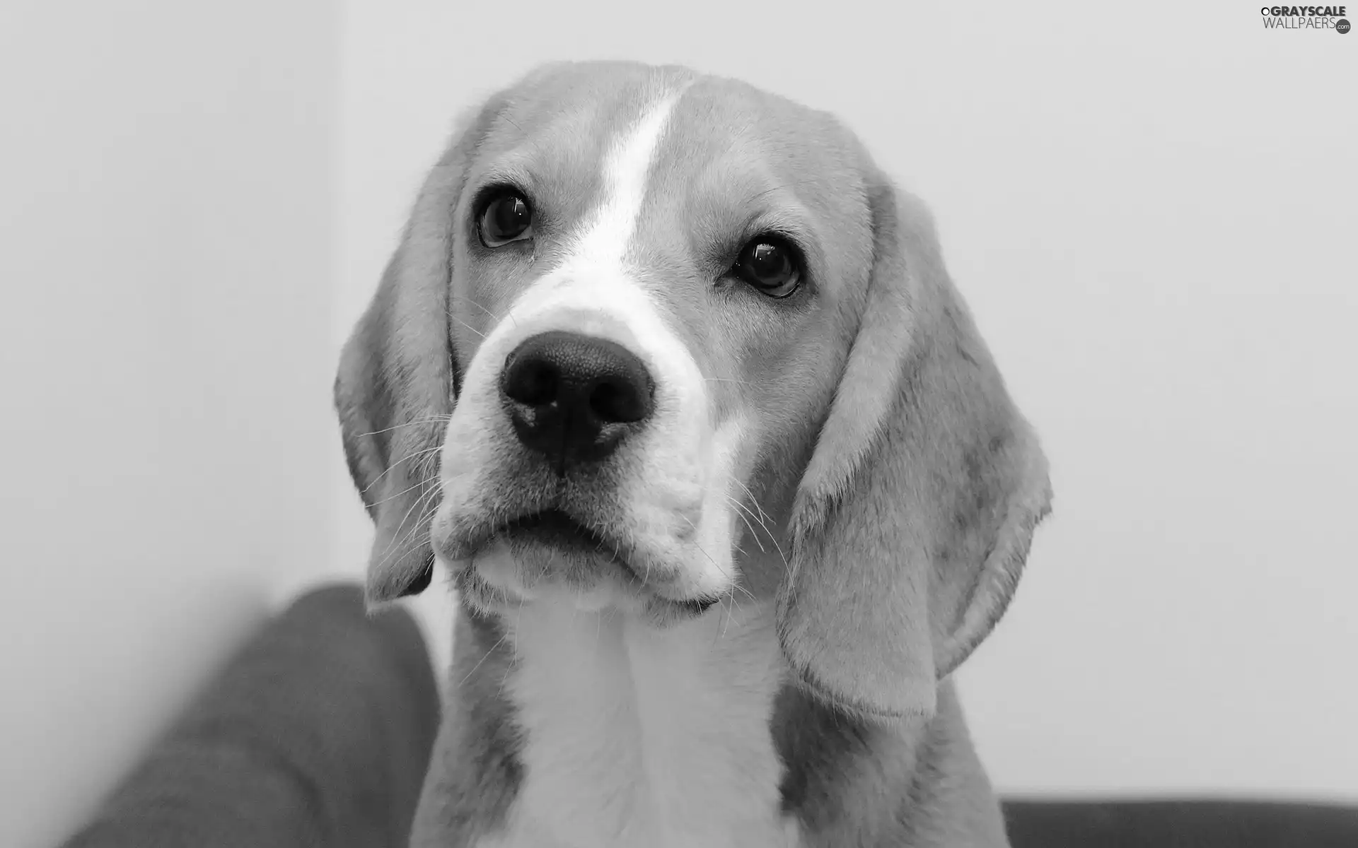 Beagle, muzzle