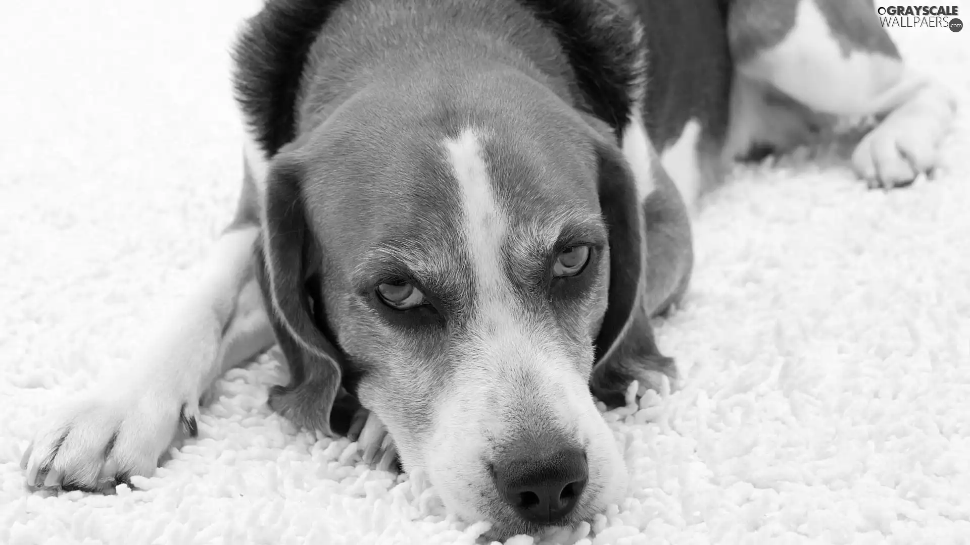 Beagle, muzzle
