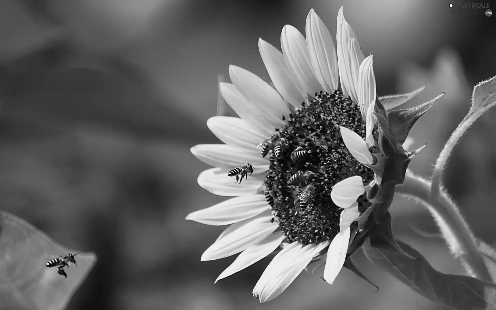 nectar, Sunflower, Bees