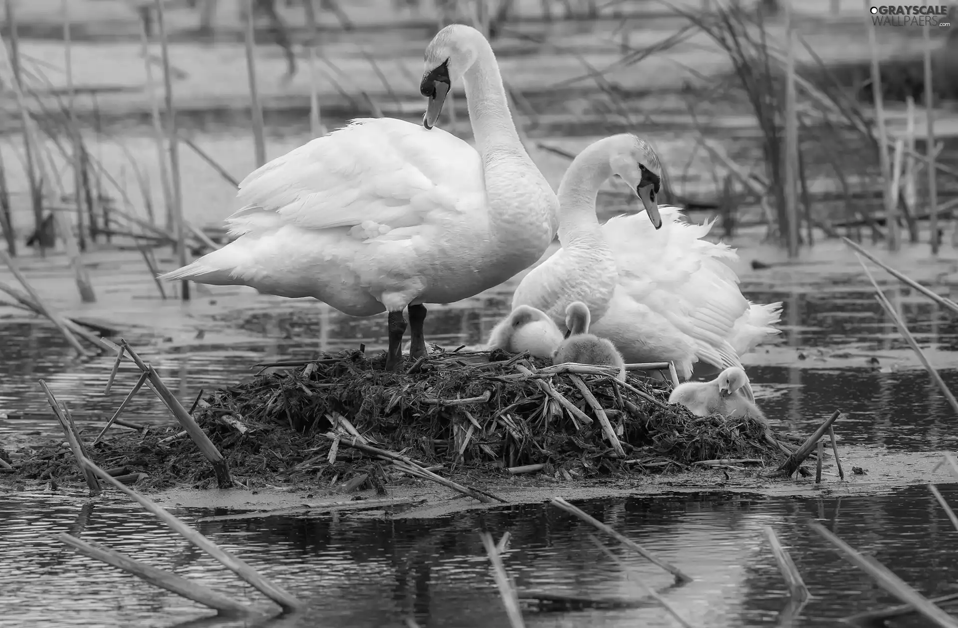 Steam, young, nest, swanlike