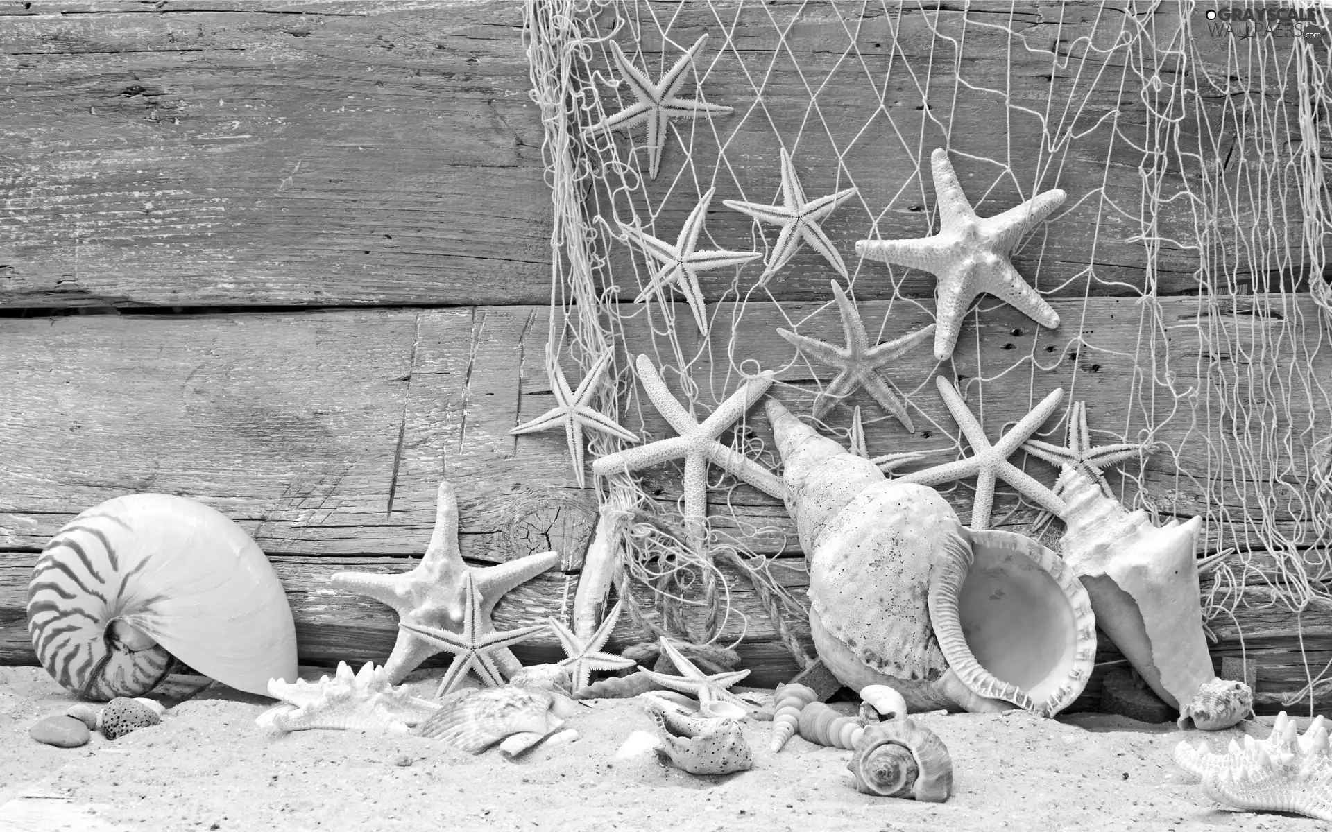 composition, Shells, net, starfish