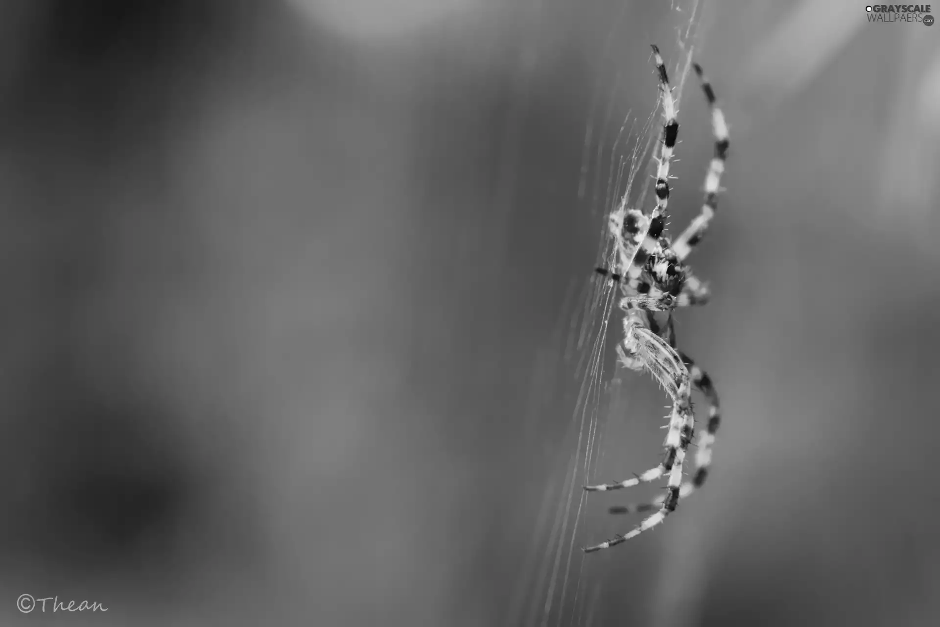 net, Web, Spider