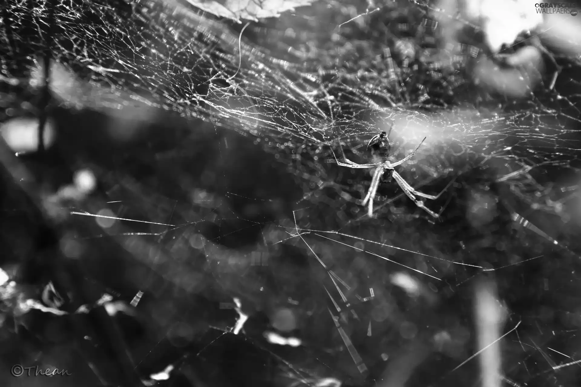 Networks, Web, ##, tangle, Spider
