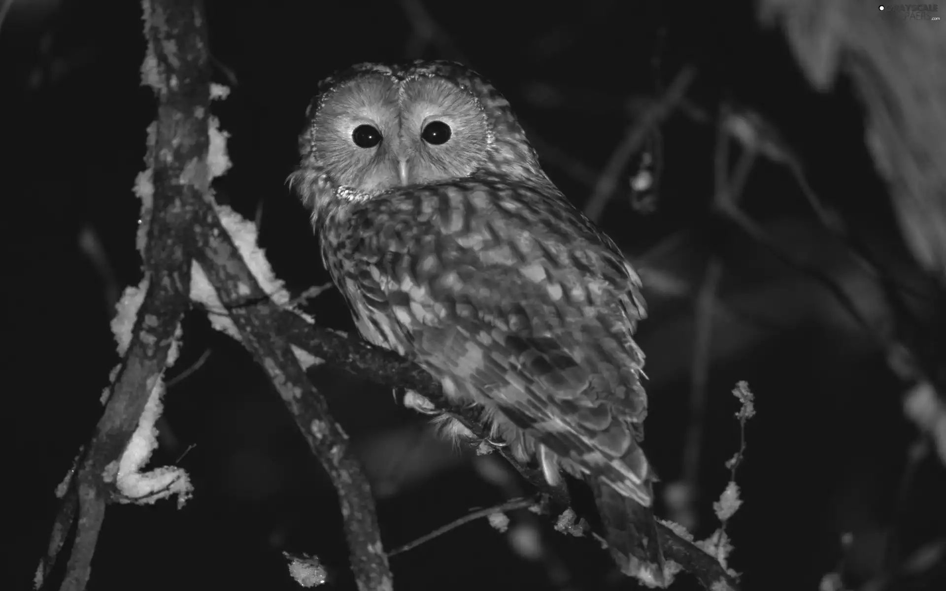 Night, owl, trees