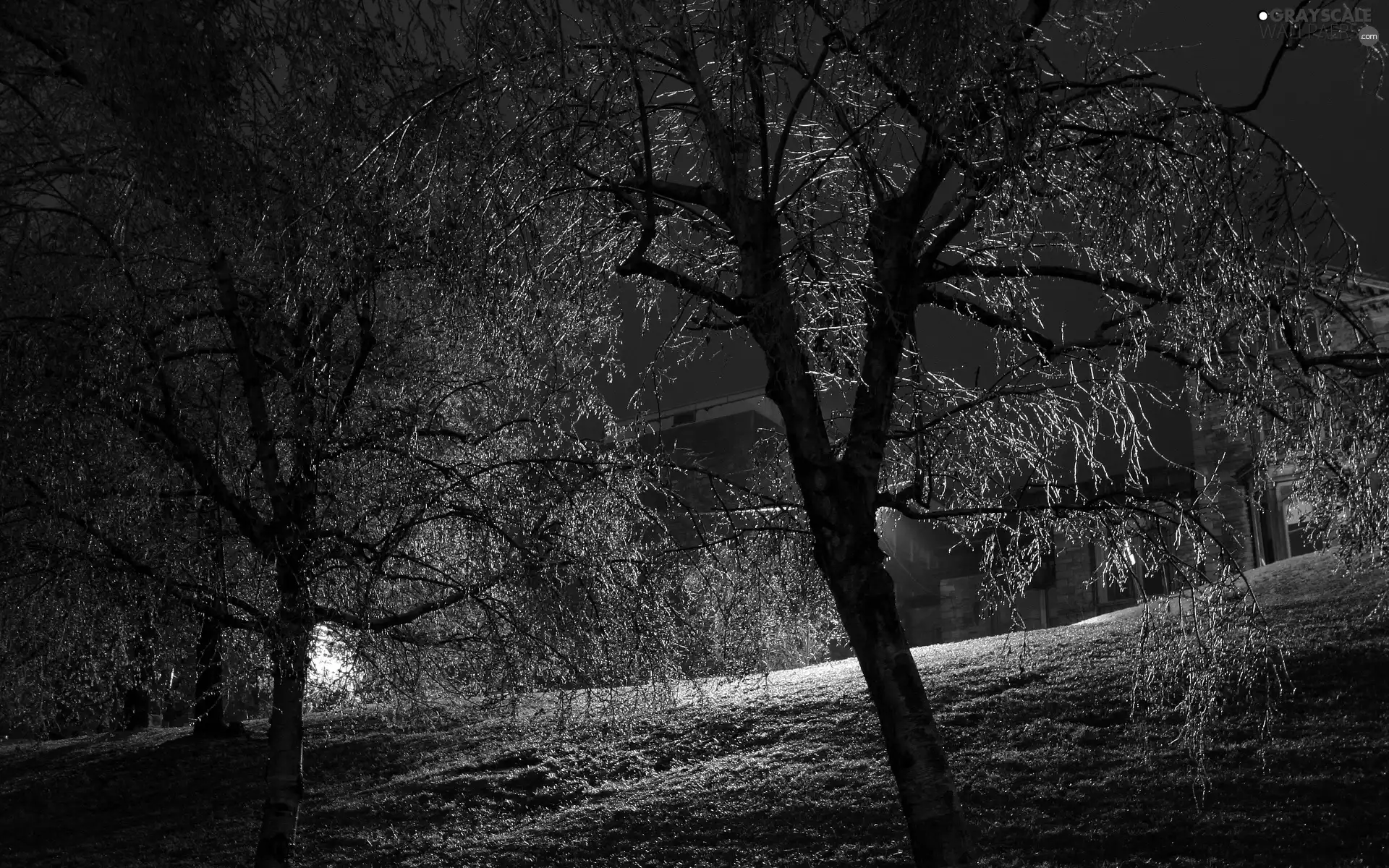 Night, trees, viewes