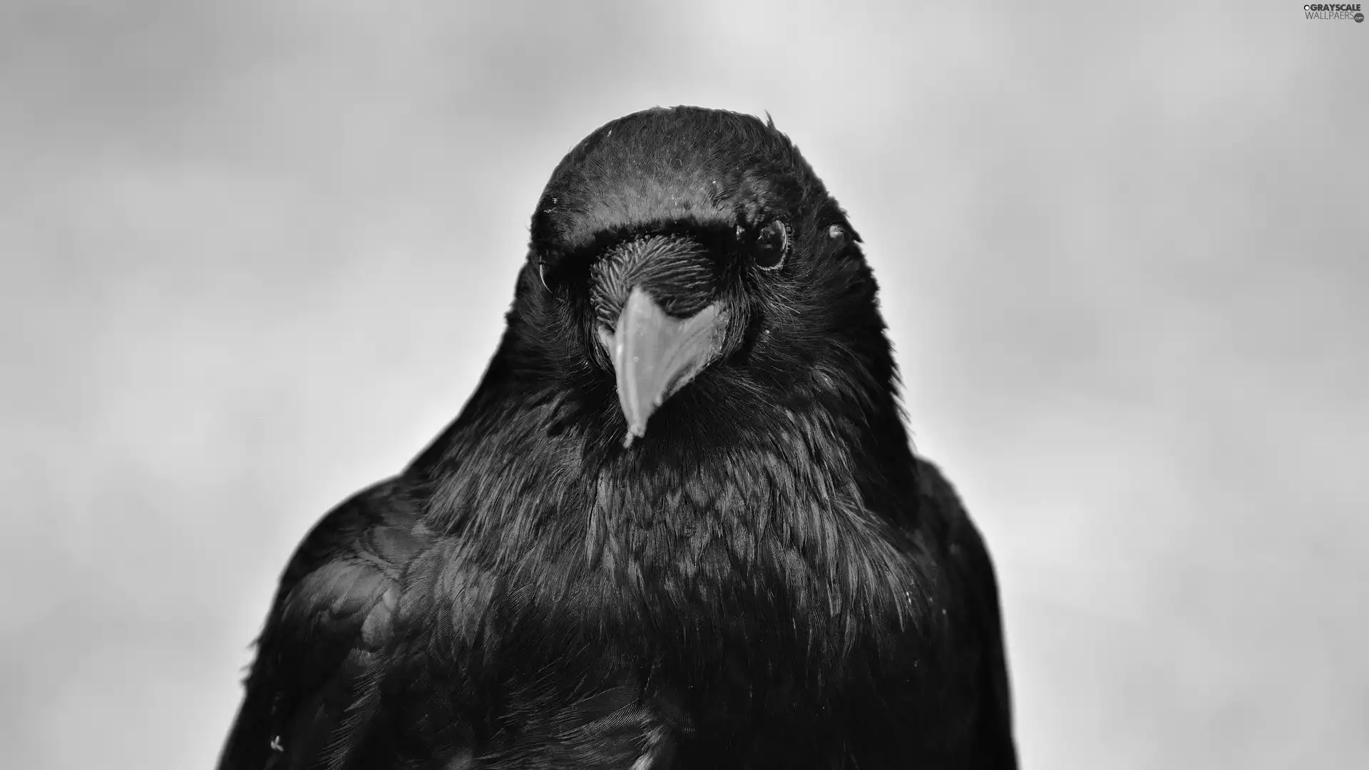 nose, Black, Crow