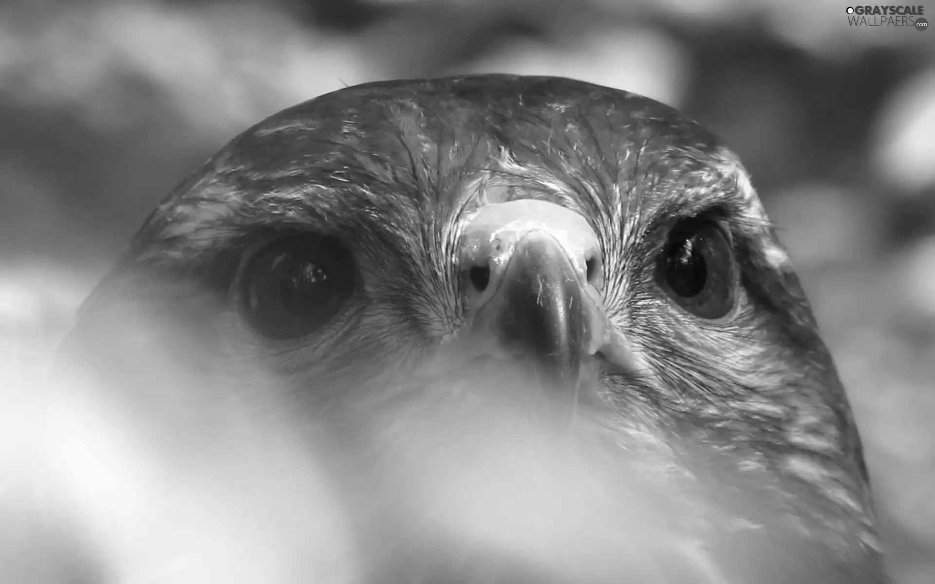 Head, Eyes, nose, Falcon