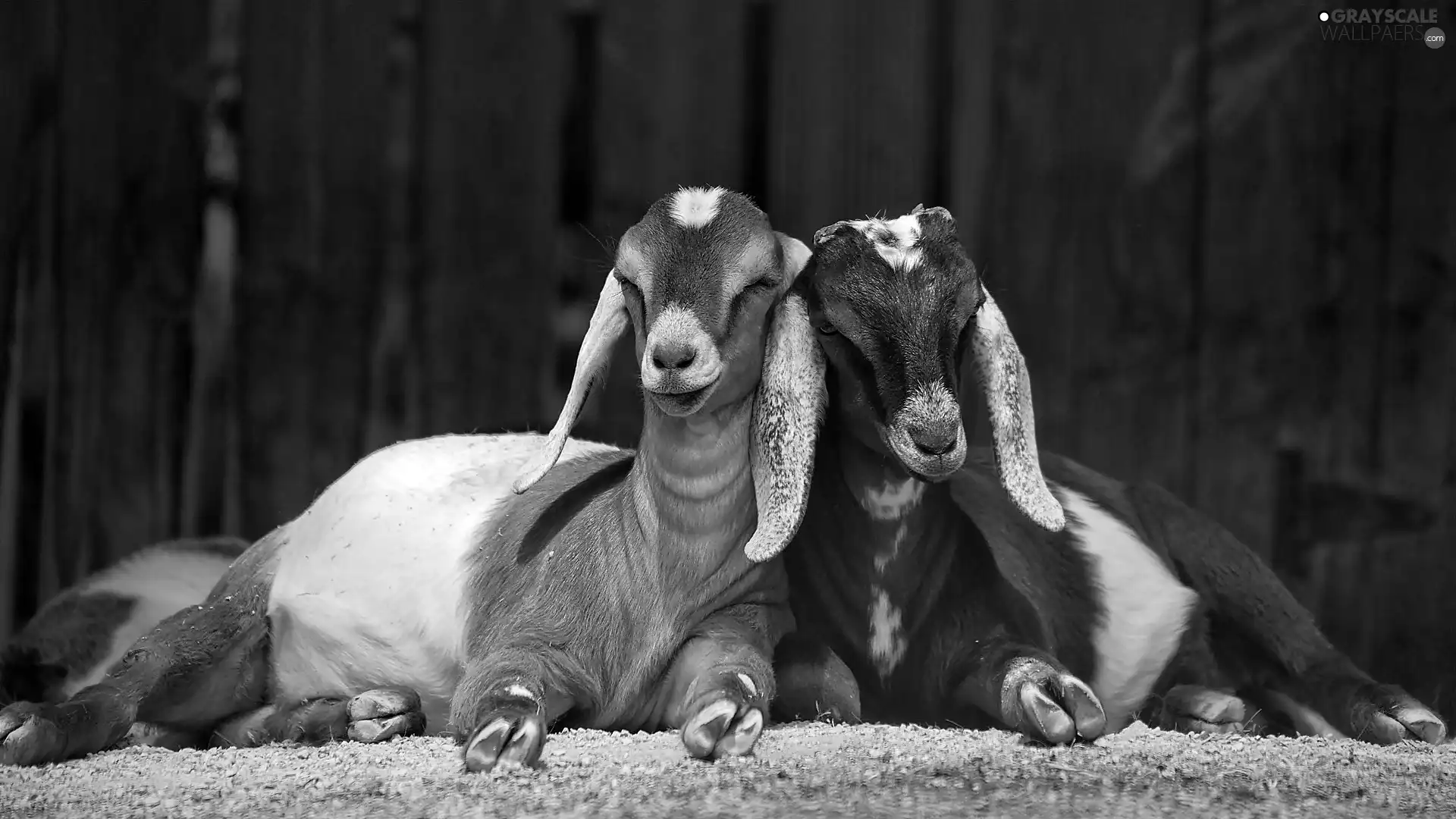 Goats, Anglo, Nubian, breed