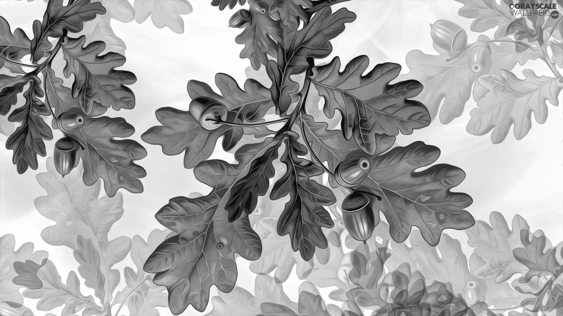 Leaf, Acorns, graphics, oak
