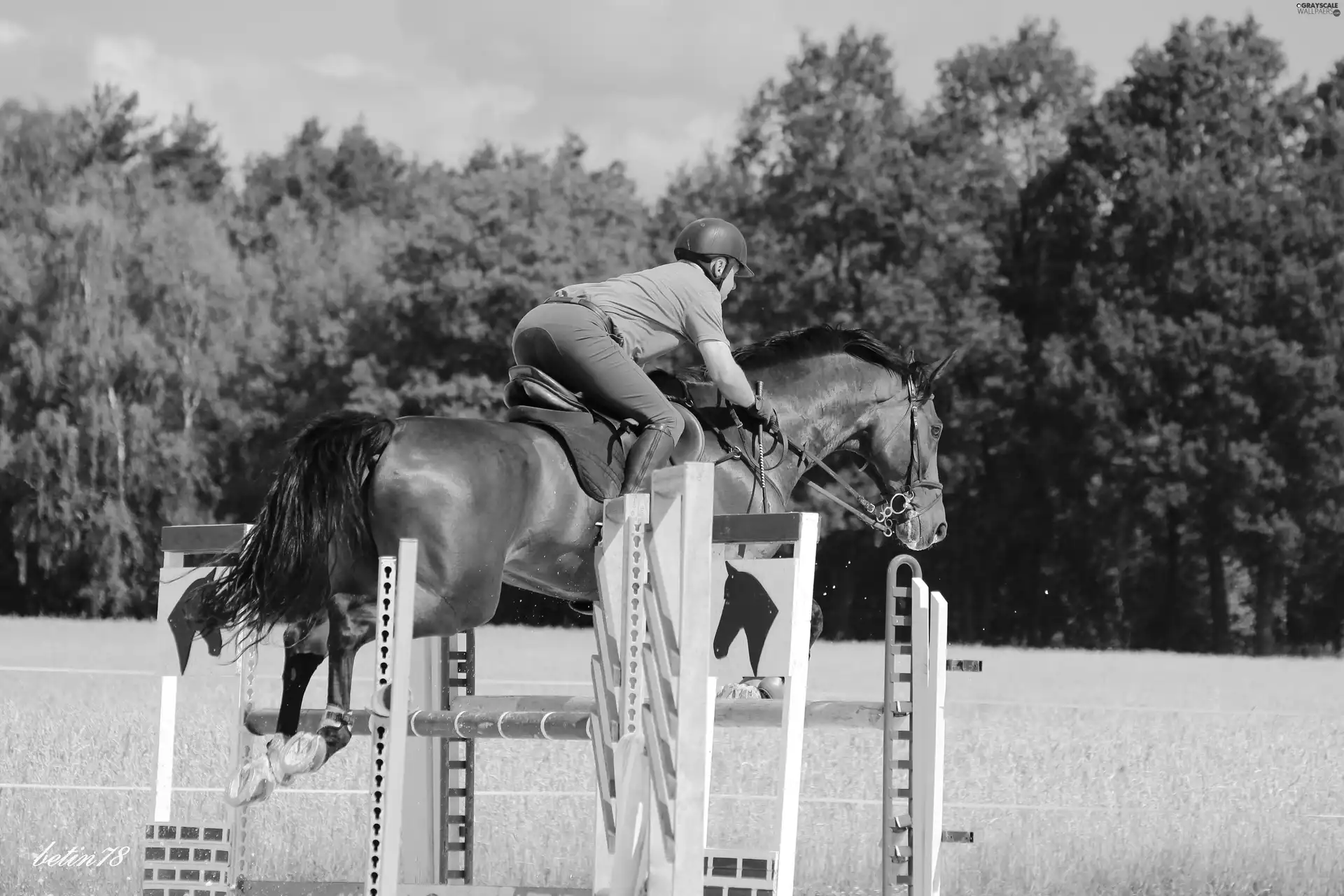 rider, training, obstacle, Sport, jump, Horse