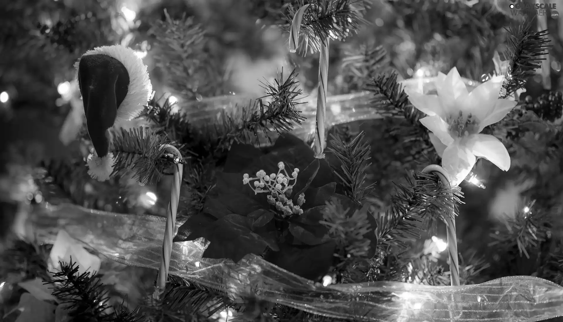 Flowers, ornamentation, Hat, lights, Nicholas, Christmas, Babes, Twigs, star of Bethlehem, ribbon