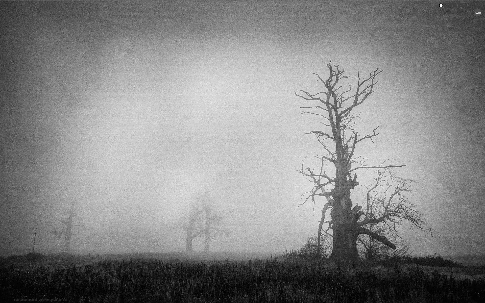 Rogalin, Fog, Old Photo, oaks